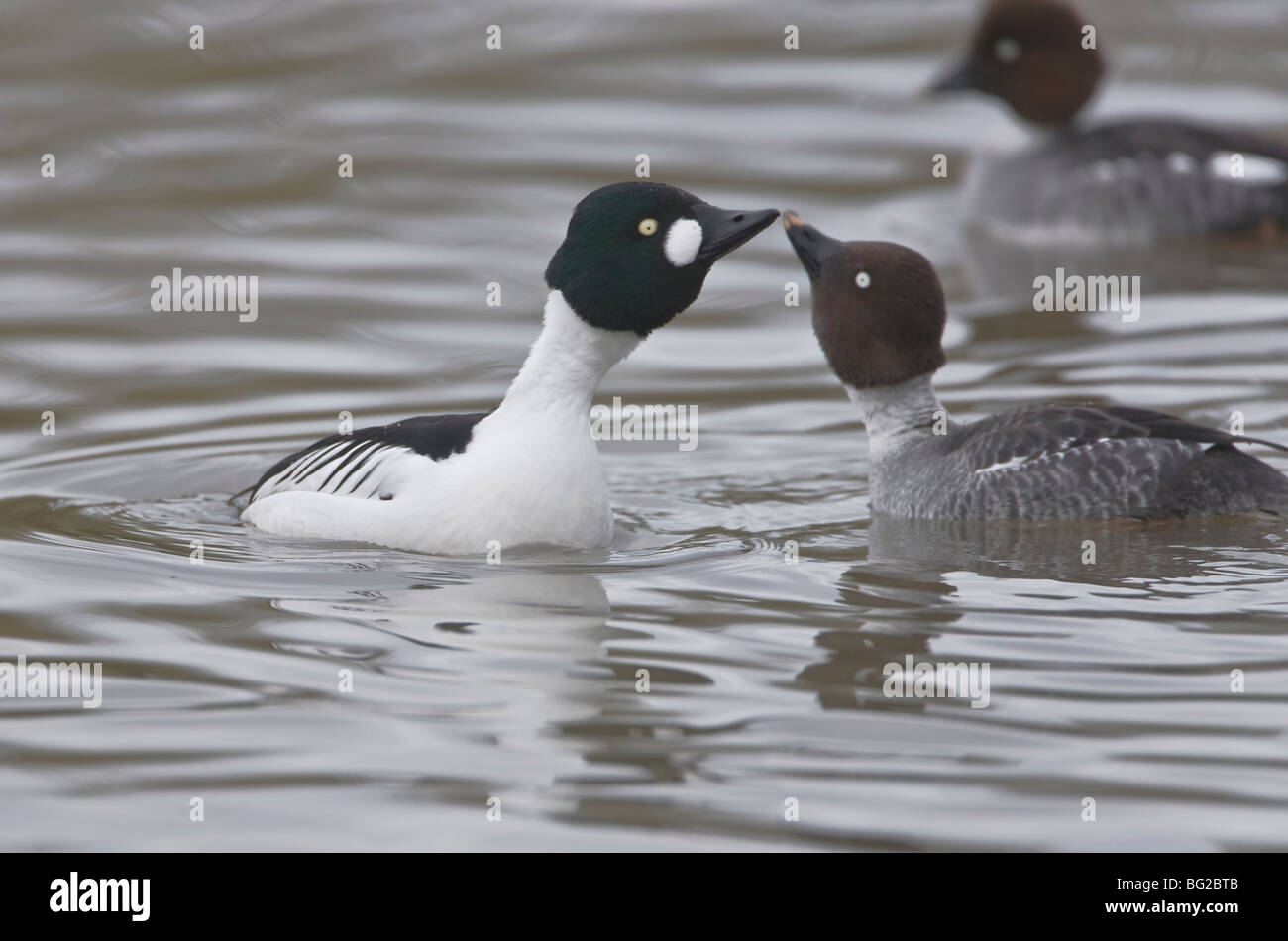 Bucephala clangula Garrot mâle à femelle Garrot d'affichage Banque D'Images