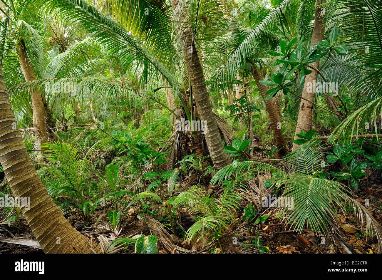 Des cocotiers près de la Nouvelle-Calédonie à Hienghene, côte nord-est Banque D'Images