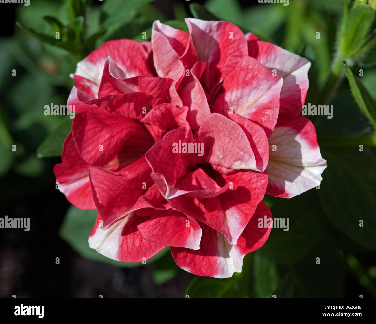 Tumblina Pétunia Double Ondulation cerise Banque D'Images