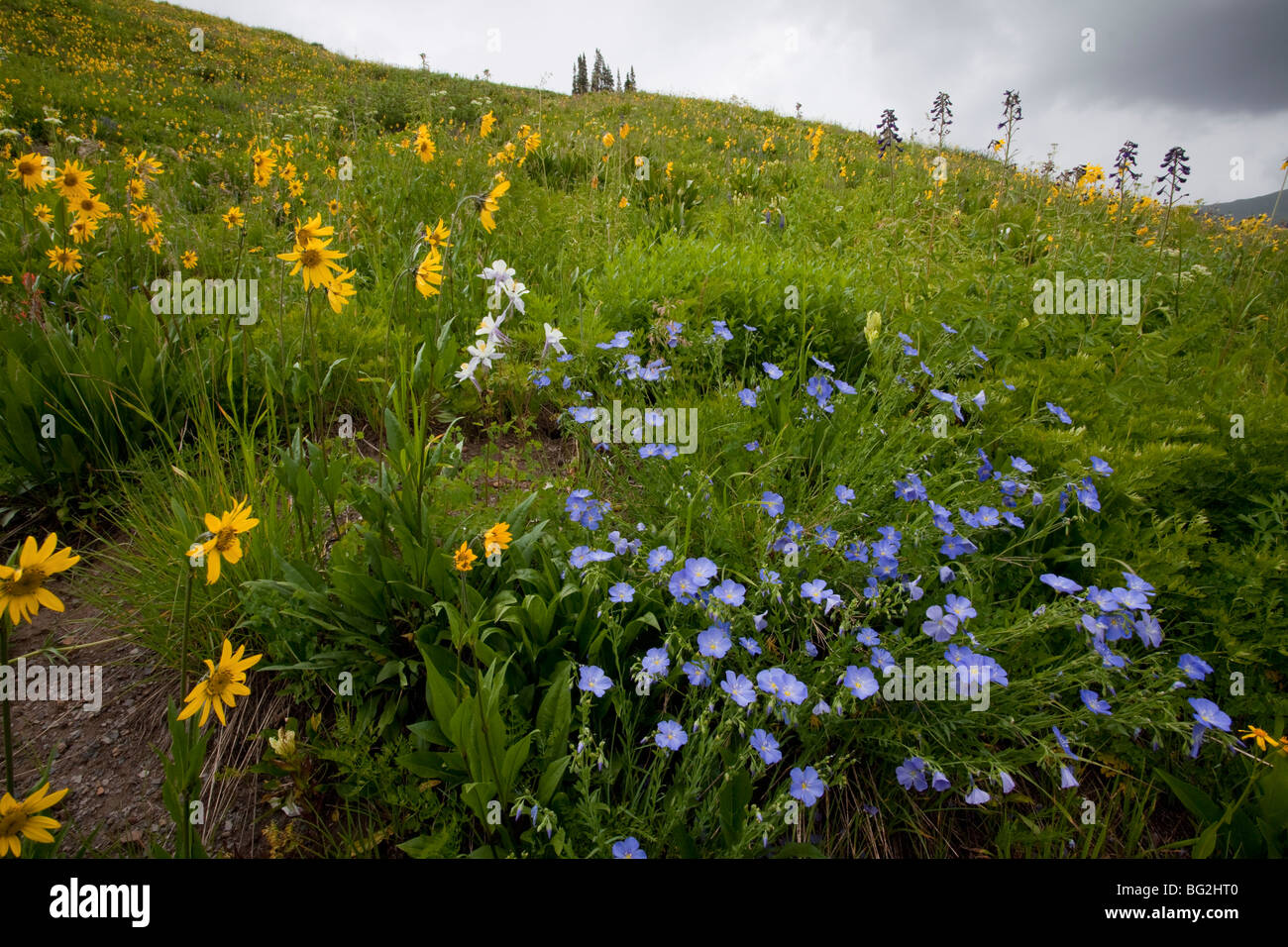 L'affichage spectaculaire de l'été fleurs de montagne, y compris le lin bleu Linum lewisii  = Adenolinum sur l'ouest de Bordeaux Banque D'Images