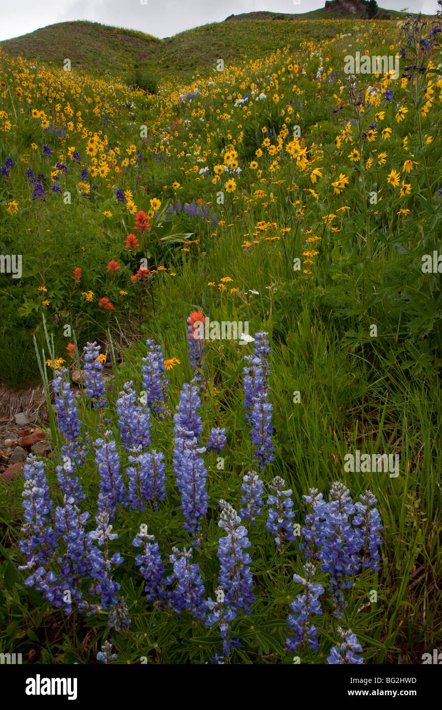 L'affichage spectaculaire de l'été fleurs de montagne à l'ouest sentier du col marron, marron Bells-Snowmass Wilderness Banque D'Images