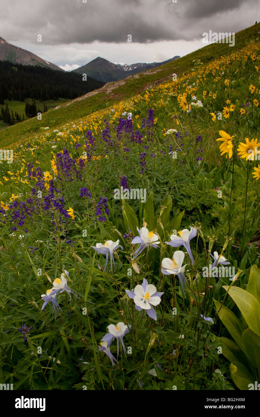 L'affichage spectaculaire de l'été fleurs de montagne à l'ouest sentier du col marron, marron Bells-Snowmass Wilderness Banque D'Images
