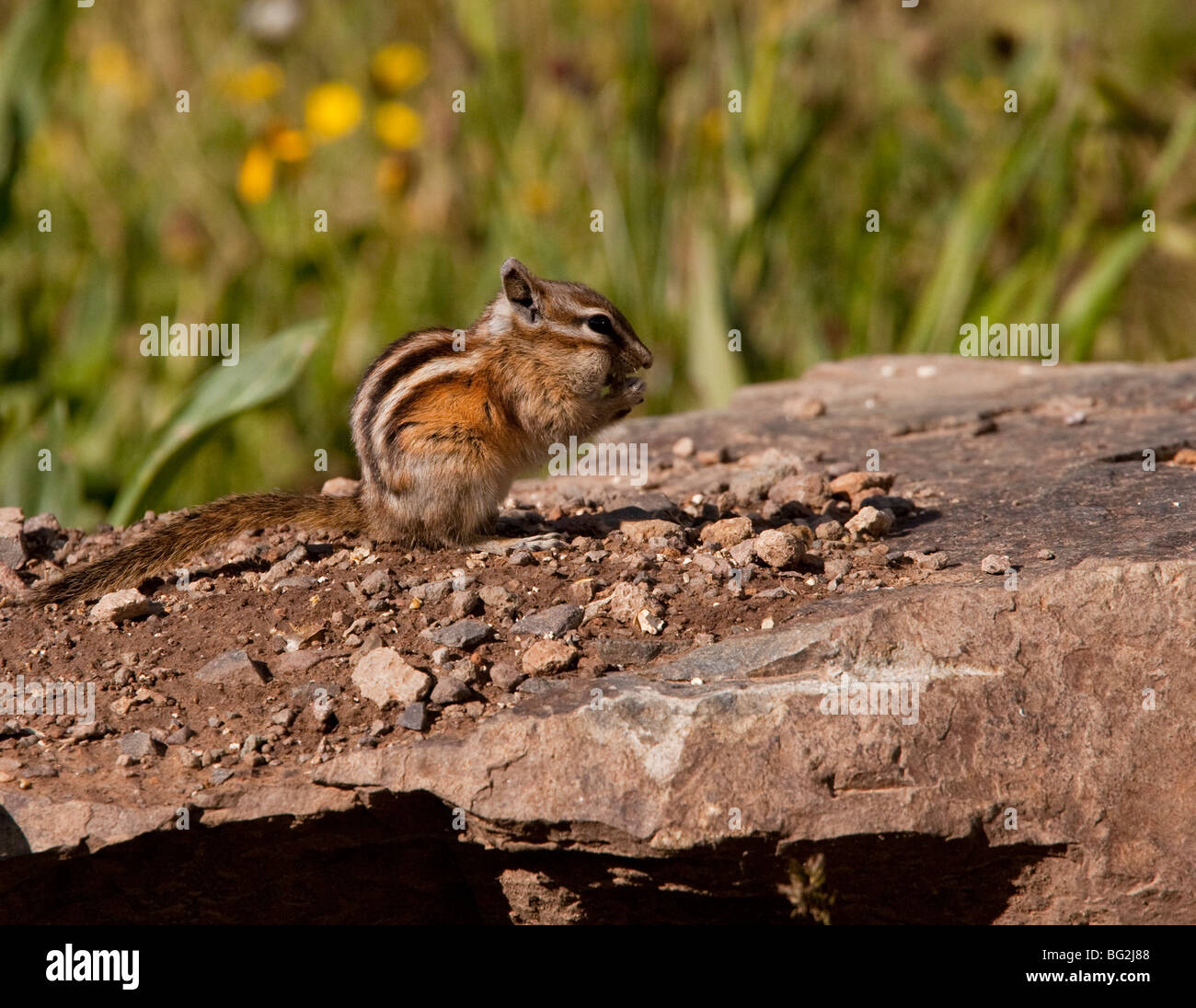 Le Tamia mineur Tamias minimus se nourrissant sur le sol, montagnes San Juan, Colorado, USA, Amérique du Nord. Banque D'Images