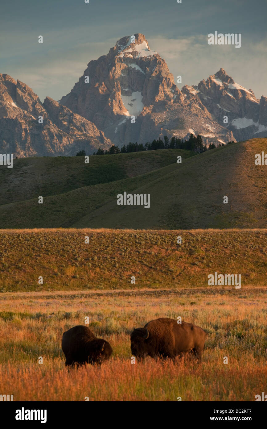 Troupeau de Bison bison bison, Bison ou dans le parc, Parc National de Grand Teton, Wyoming, USA, Amérique du Nord. Banque D'Images