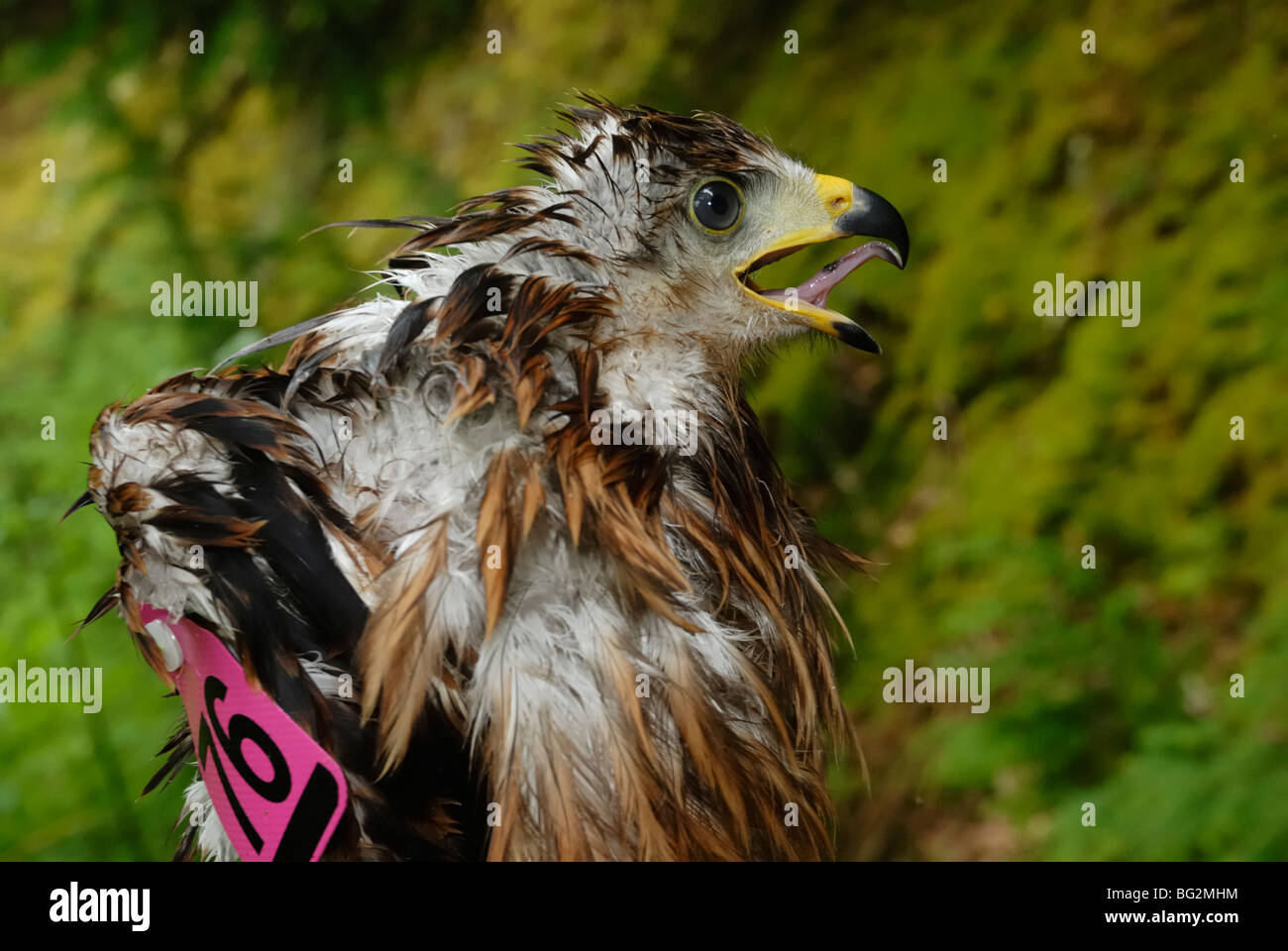 Balisé et bendragé Red Kite, Milvus milvus nichent avant de retourner au nid dans un bois gallois humide, Royaume-Uni. Banque D'Images