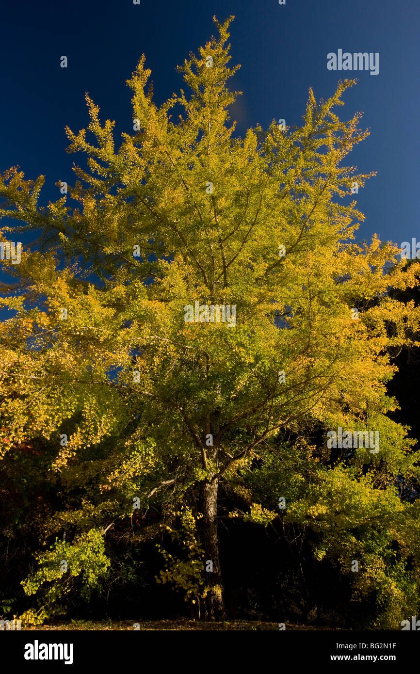 Le Ginkgo ou arbre aux 40 écus Ginkgo biloba en automne avec les couleurs de l'automne. En provenance de Chine Banque D'Images
