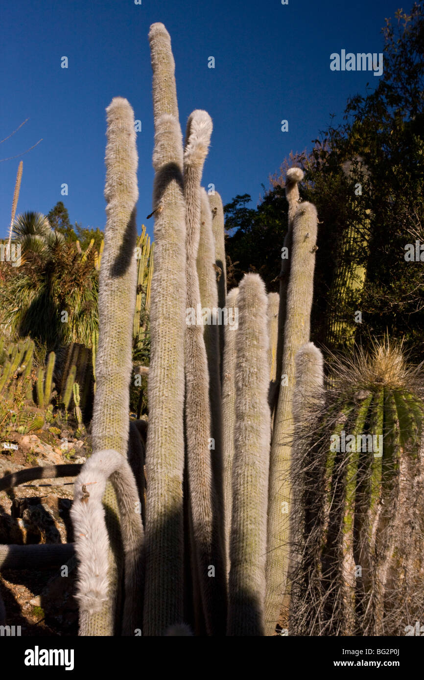 Flamme d'argent flamme laineux ou Cleistocactus strausii cactus var. fricii, Bolivie Banque D'Images