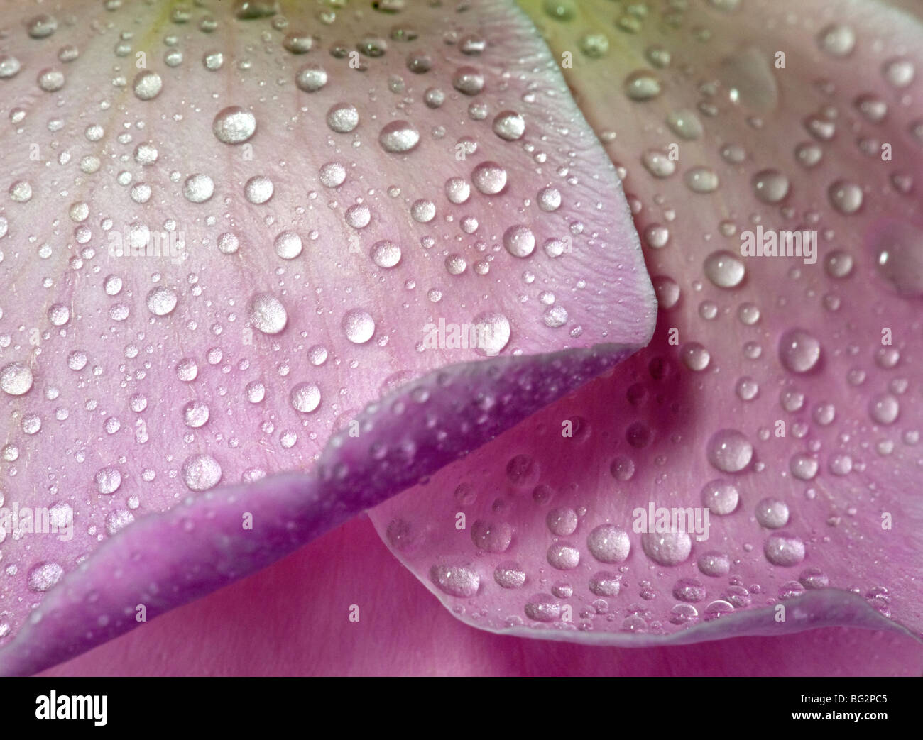 Rose Fritz Nobis abstract Banque D'Images