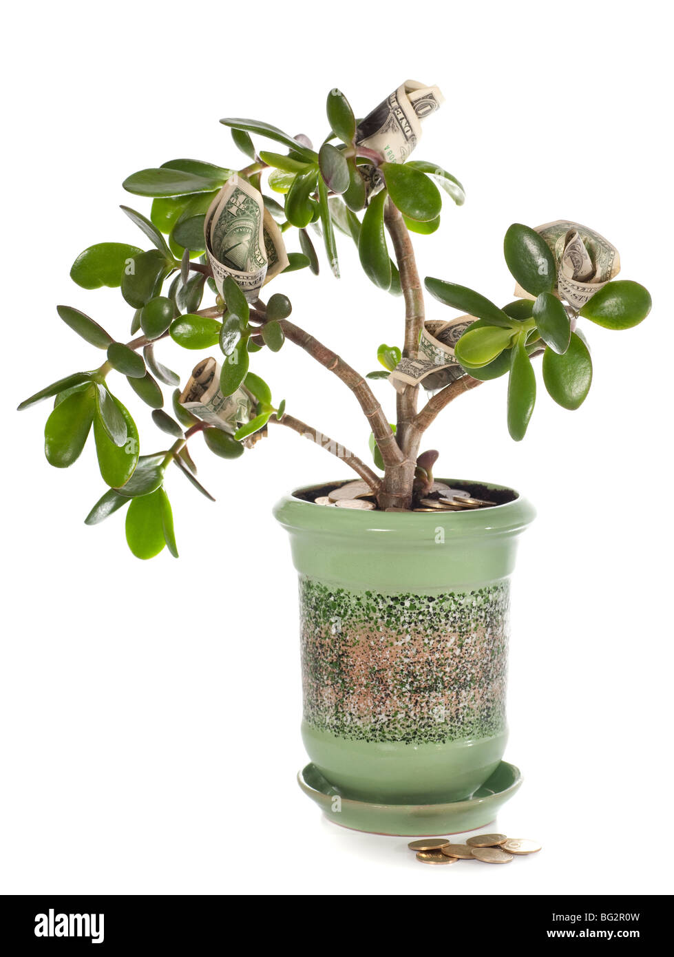 Plante en pot accueil avec Crassula dollar bills in fleur forme isolé sur blanc. Banque D'Images