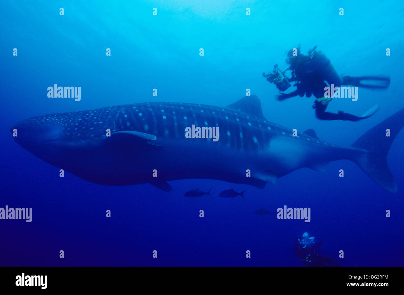 Requin-baleine, Fonds sous-marins au large de l'île de Darwin. Galapagos. L'Équateur. Rhincodon typus. Tourisme plongée. La plongée sous-marine. Poissons de l'océan. Banque D'Images