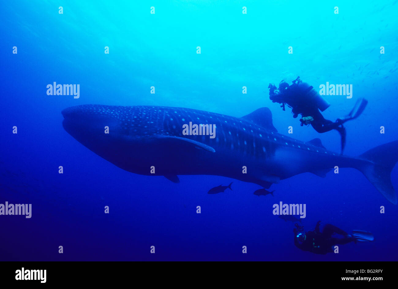 Requin-baleine, Fonds sous-marins au large de l'île de Darwin. Galapagos. L'Équateur. Rhiniodon typus. Tourisme plongée. La plongée sous-marine. Poissons de l'océan. Banque D'Images