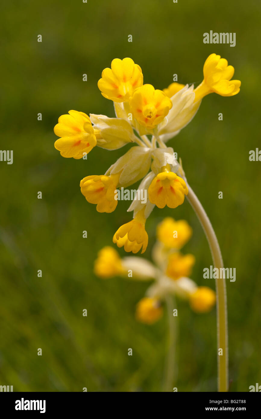 Coucou bleu, primula veris, Upwood meadows nature reserve Banque D'Images