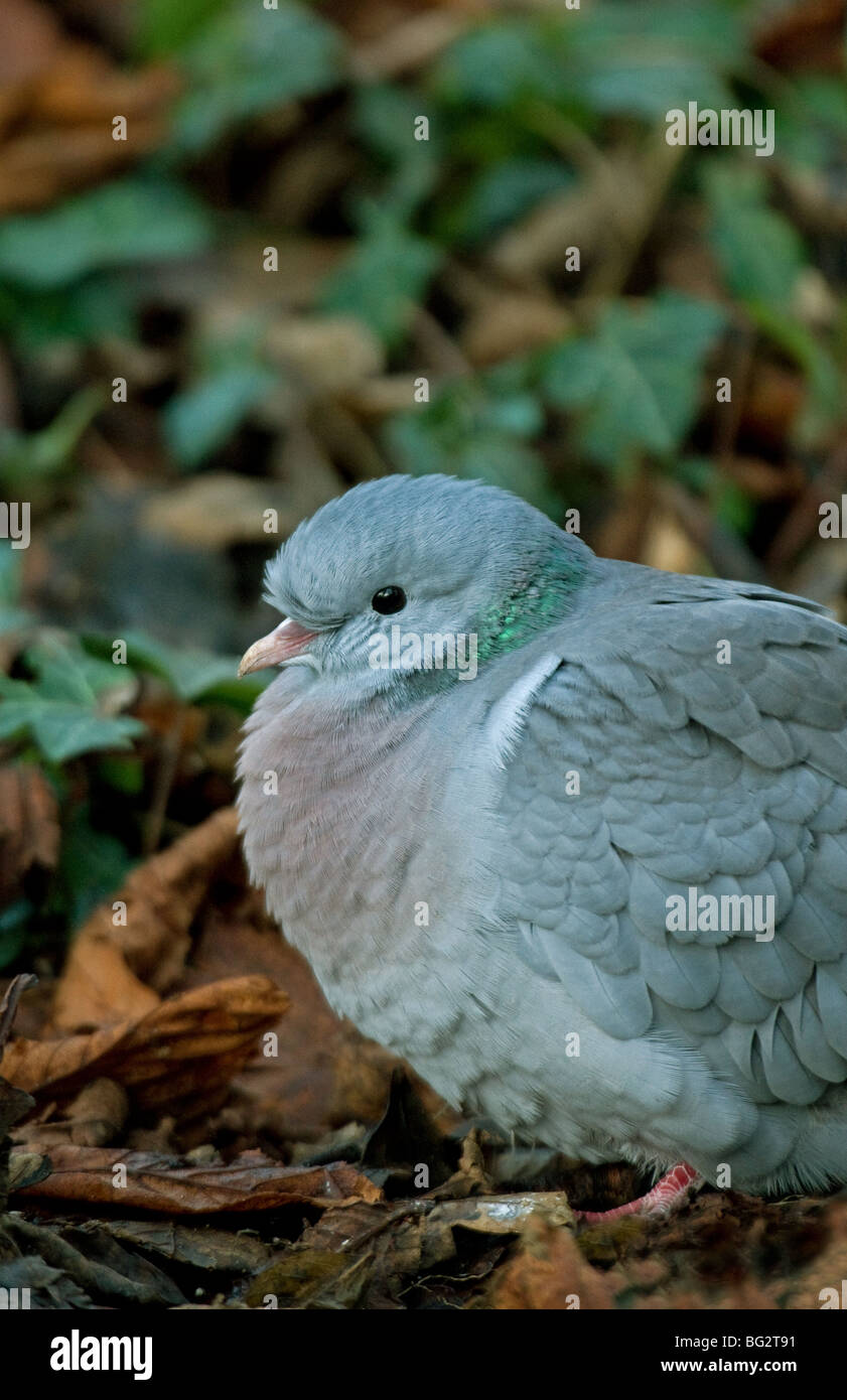 Pigeon colombin close up portrait Banque D'Images