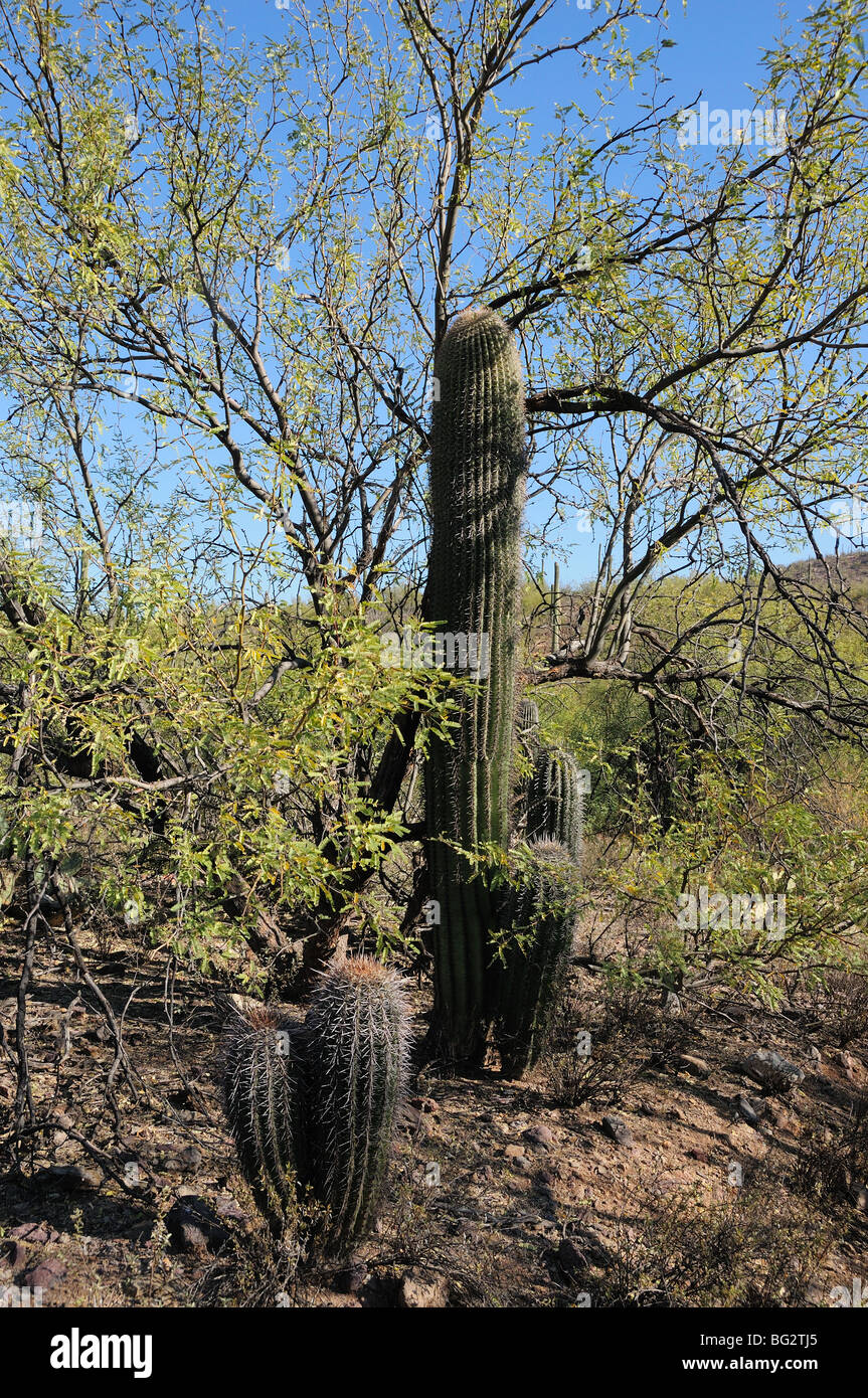 Un mesquite tree sert de 'Planter' infirmière pour saguaro cactus (Carnegiea gigantea) croissant dans les broussailles, Tucson, Arizona, USA Banque D'Images