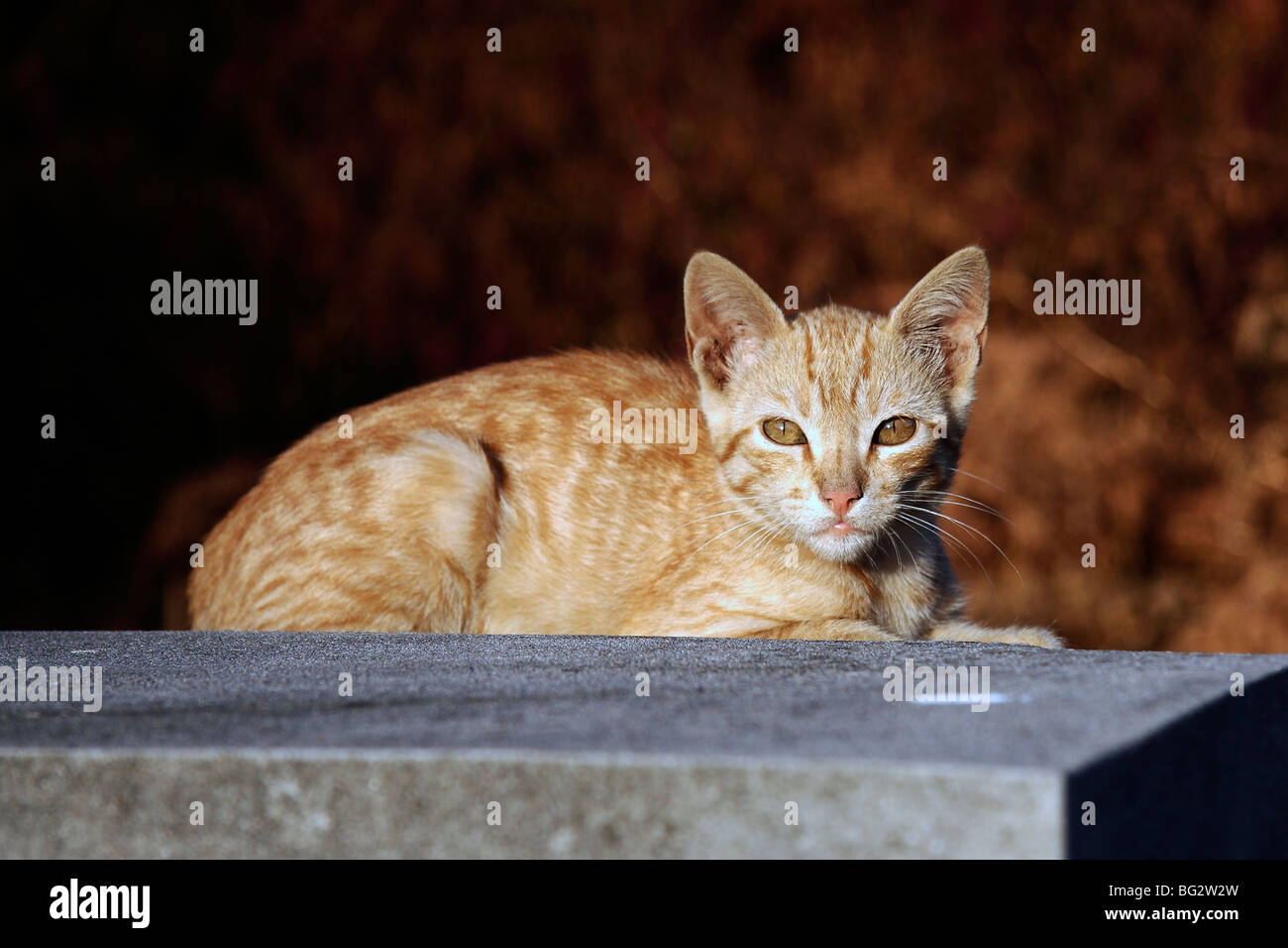 Golden street loafing cat lying on the wall Banque D'Images