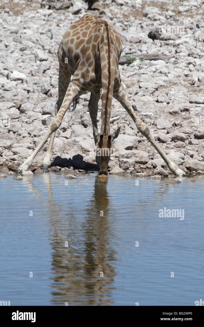 Girafe adulte seul point d'eau potable à Banque D'Images
