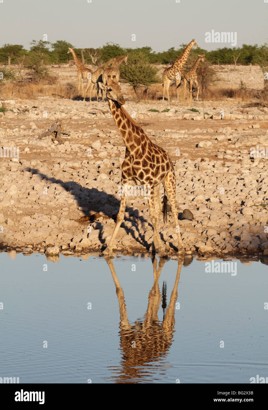 Girafe adulte seul au point d'eau Banque D'Images
