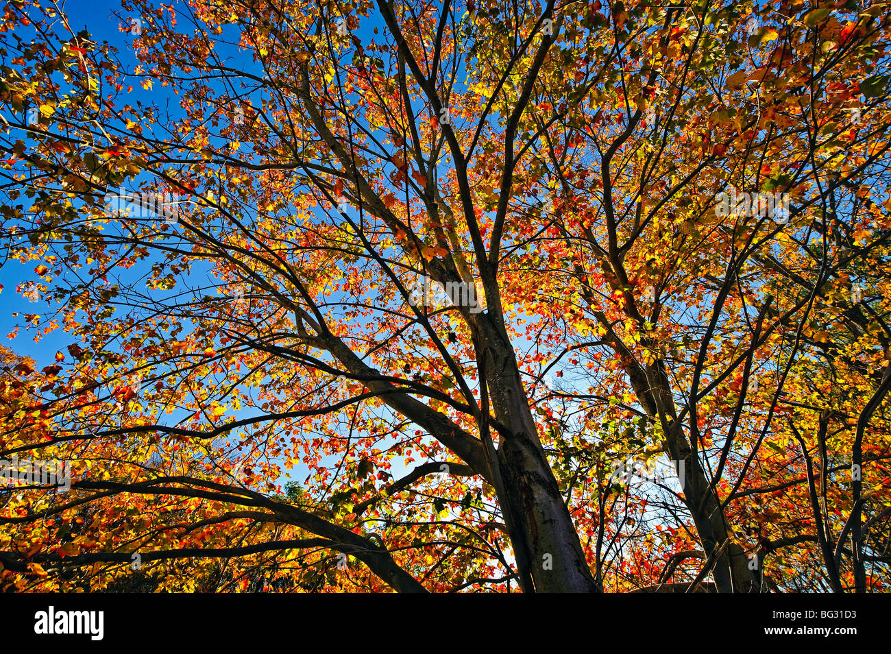 Arbre d'automne et le feuillage, New York, USA Banque D'Images