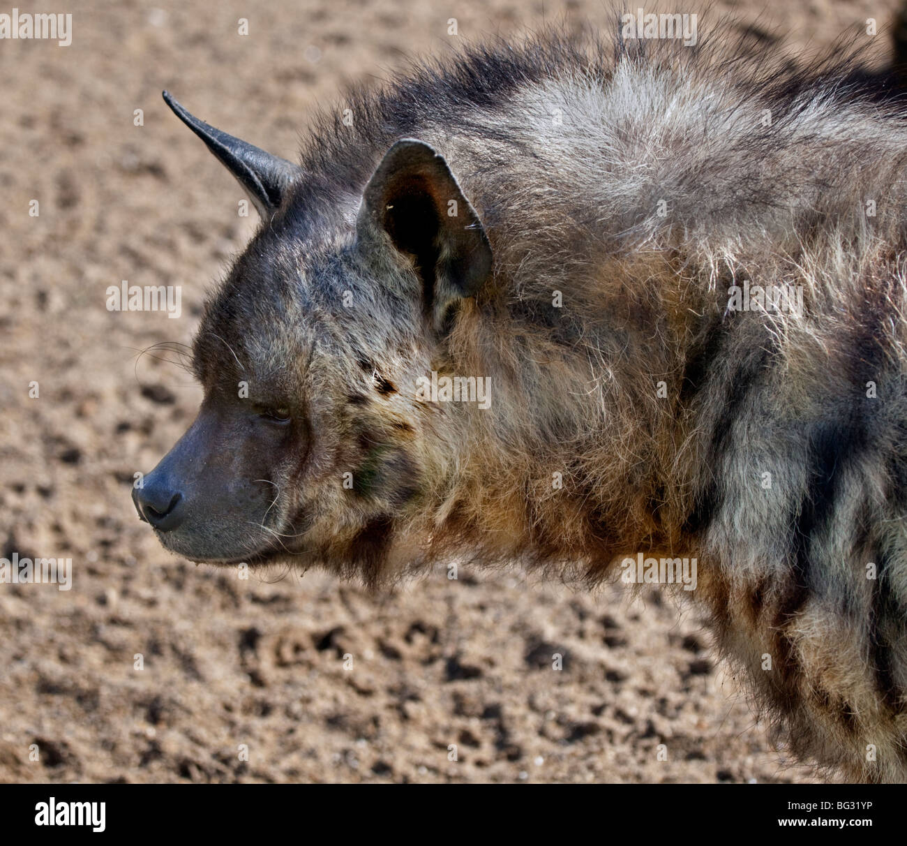 hyene raye banque d image et photos alamy