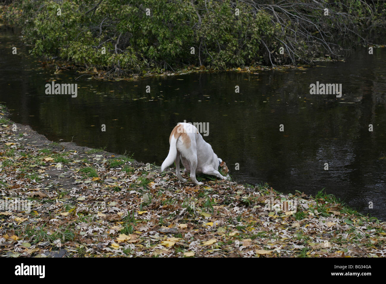 Un chien boire dans un ruisseau. Banque D'Images