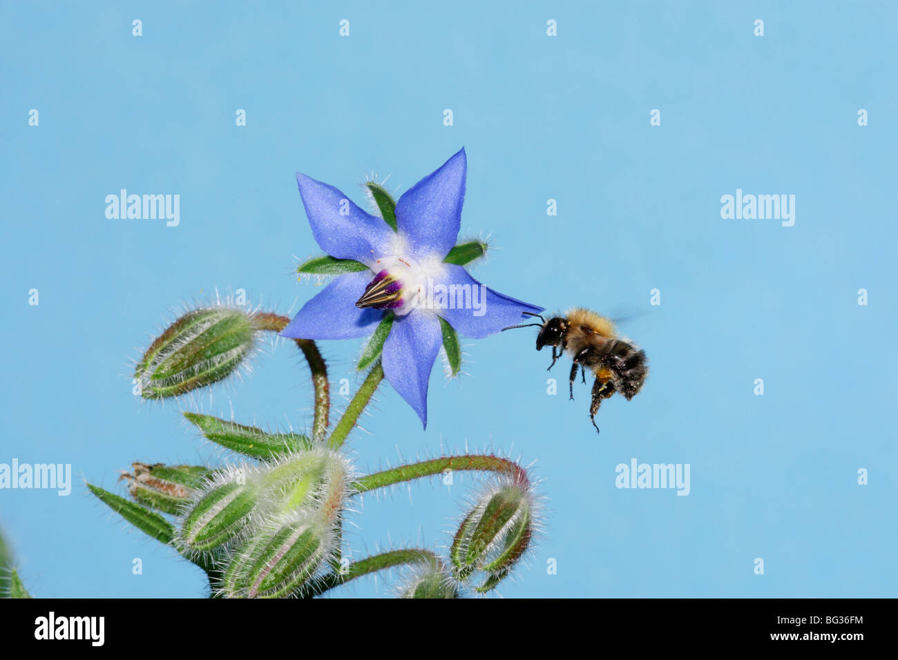 Carde de commun-bee (Bombus agrorum). Travailleur à la bourrache (Borago officinalis) flower Banque D'Images