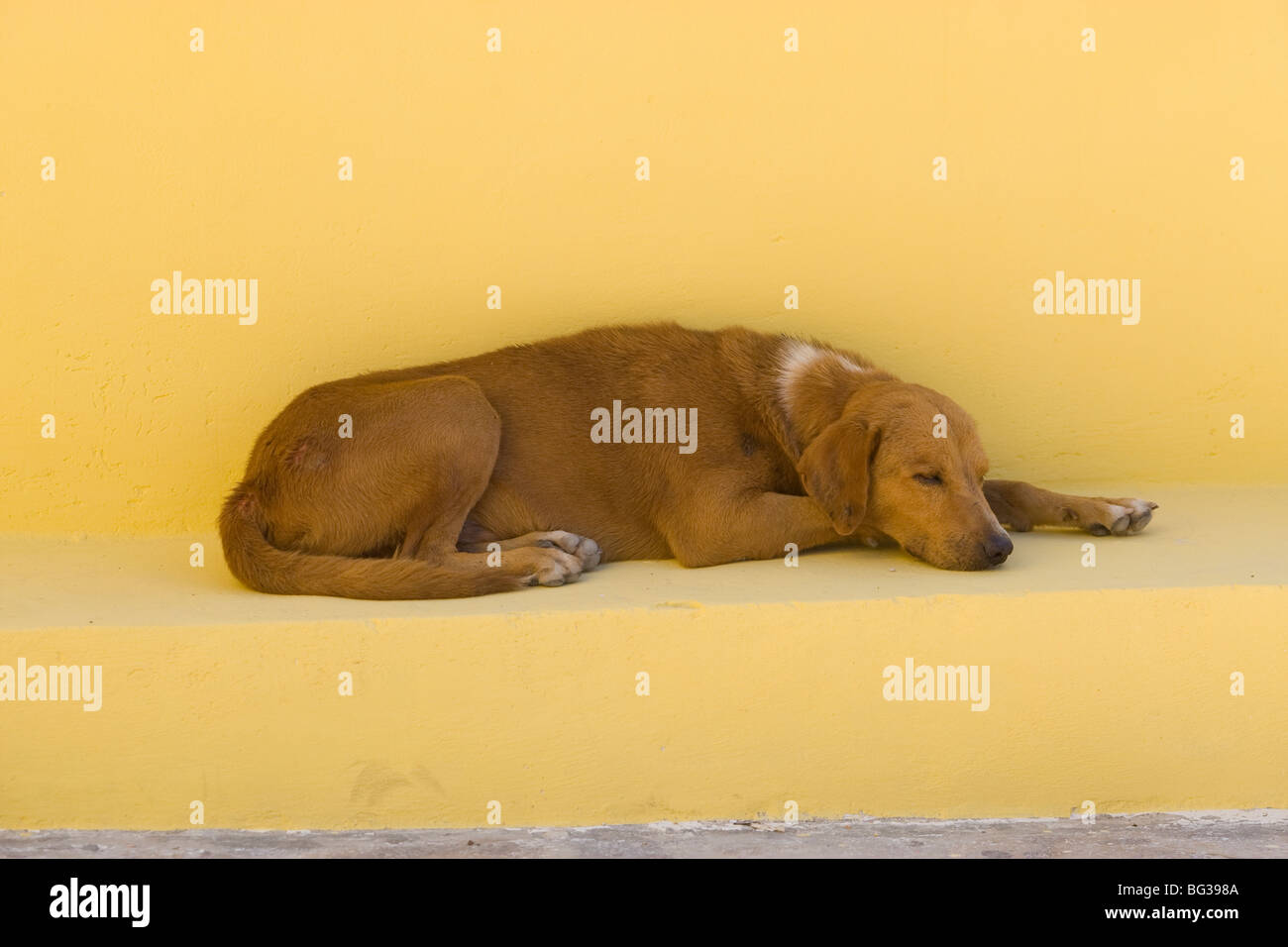 Un chien dormir sur un banc jaune au Mexique Banque D'Images