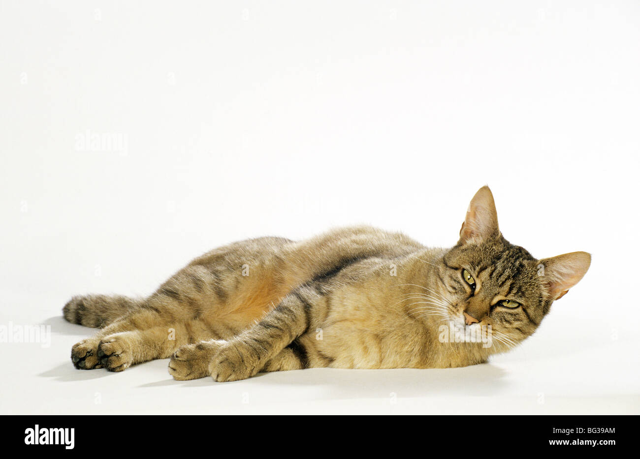 tabby-chat-domestique-des-profils-de-mentir-studio-photo-sur-un-fond