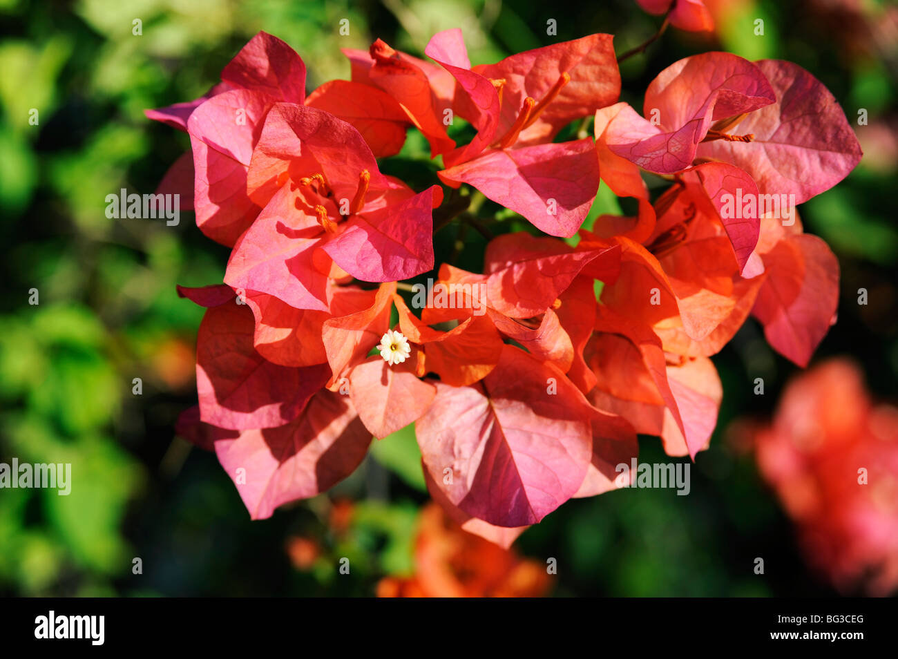 Indian bougainvillea Banque de photographies et d’images à haute ...