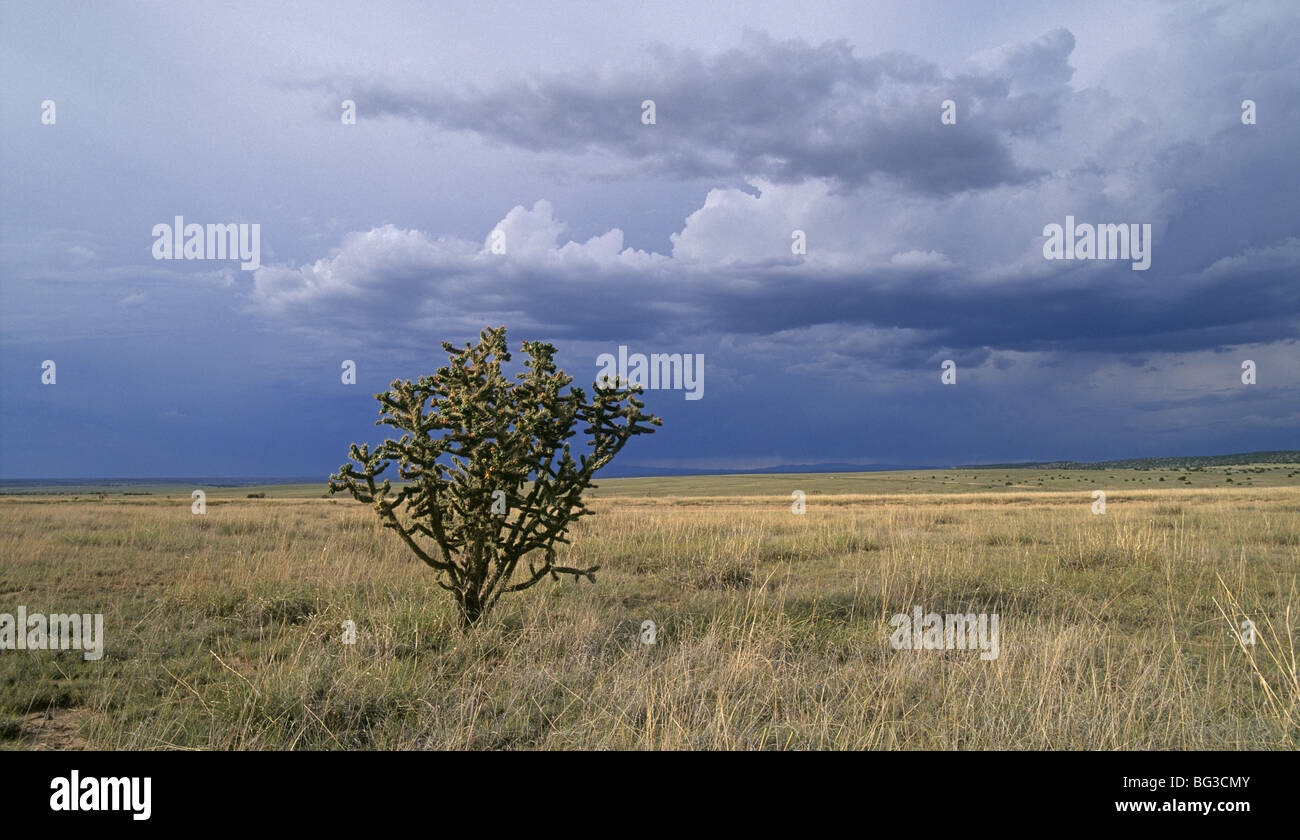 Un plateau solitaire cholla cactus sous un ciel d'hiver orageux dans le bassin du nord de Galisteo Mexique Banque D'Images