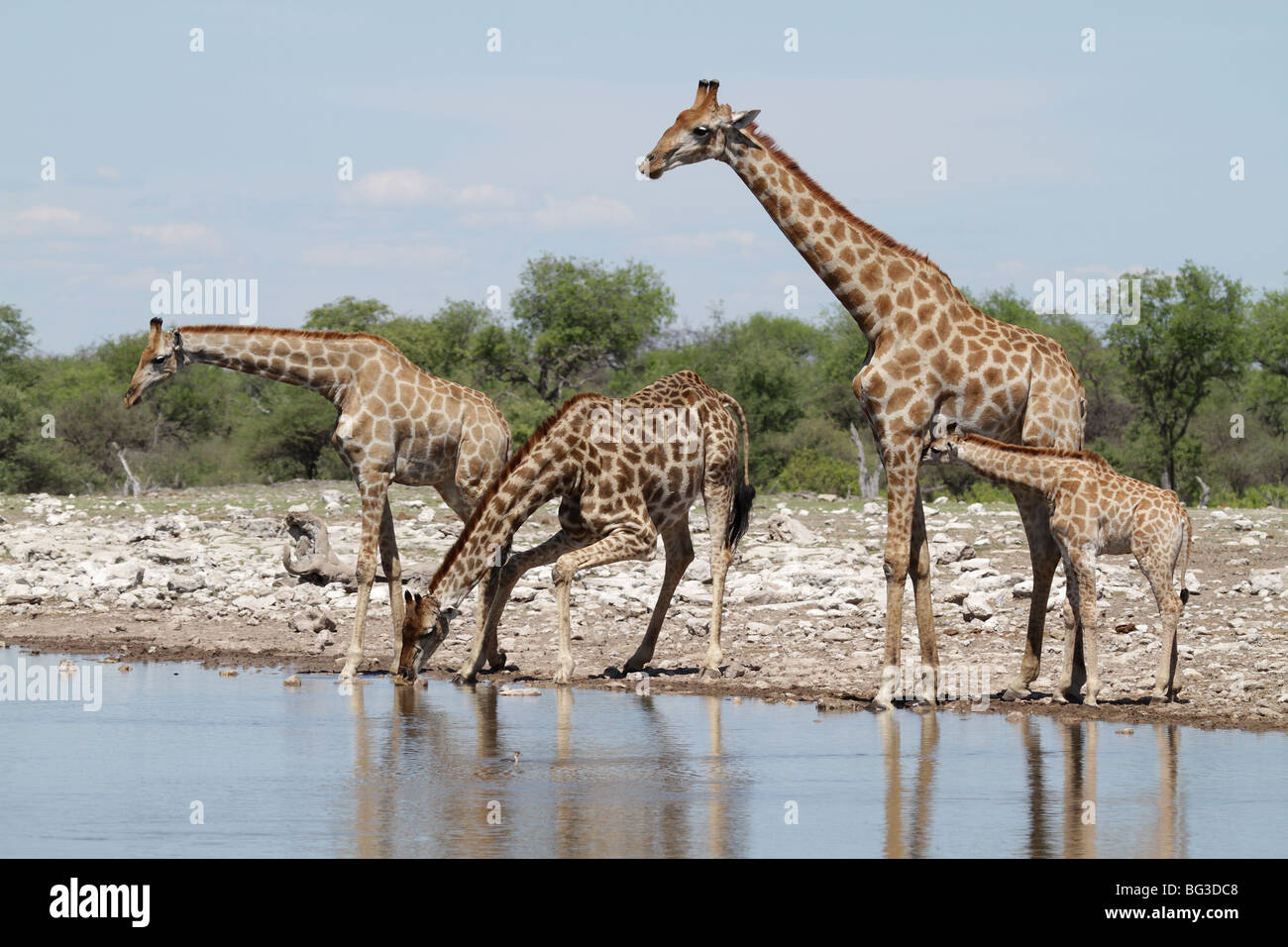 Troupeau de Girafe Girafe boire au point d'eau Banque D'Images