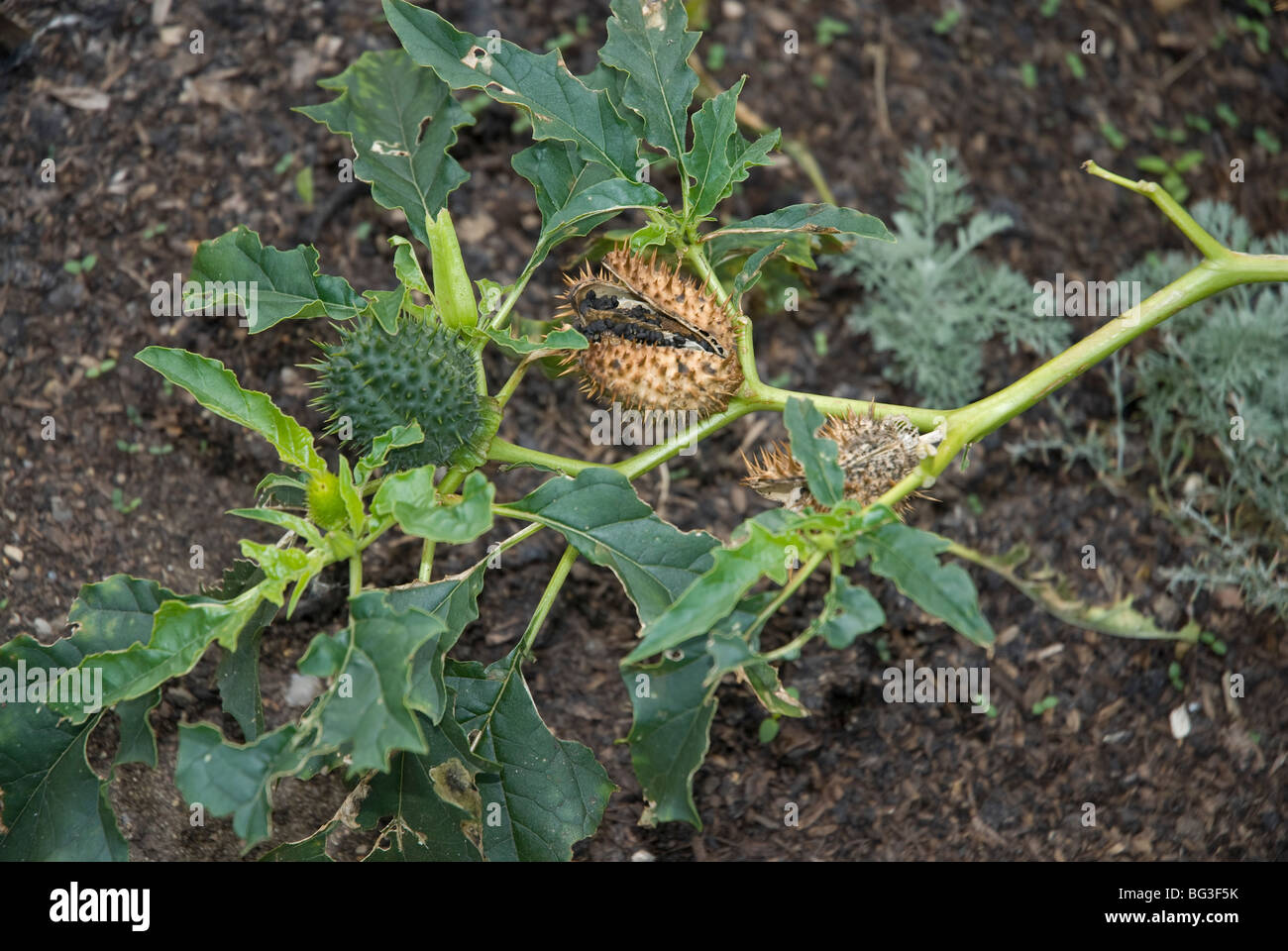 Solanaceae Datura stramonium Thorn Apple London UK Banque D'Images