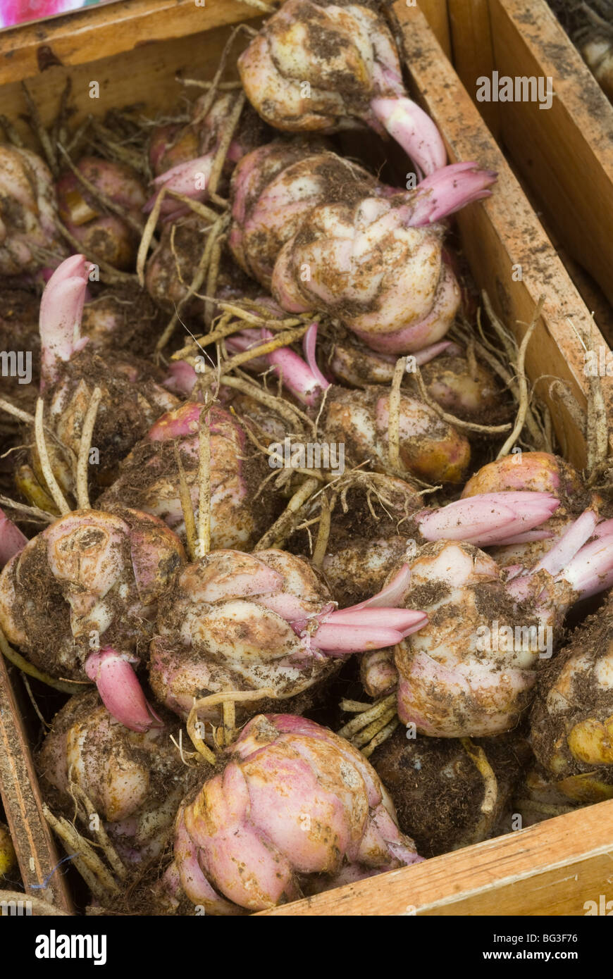 Bulbes de fleurs avec des racines et tubercules dans la nouvelle croissance fort prêt à planter Banque D'Images