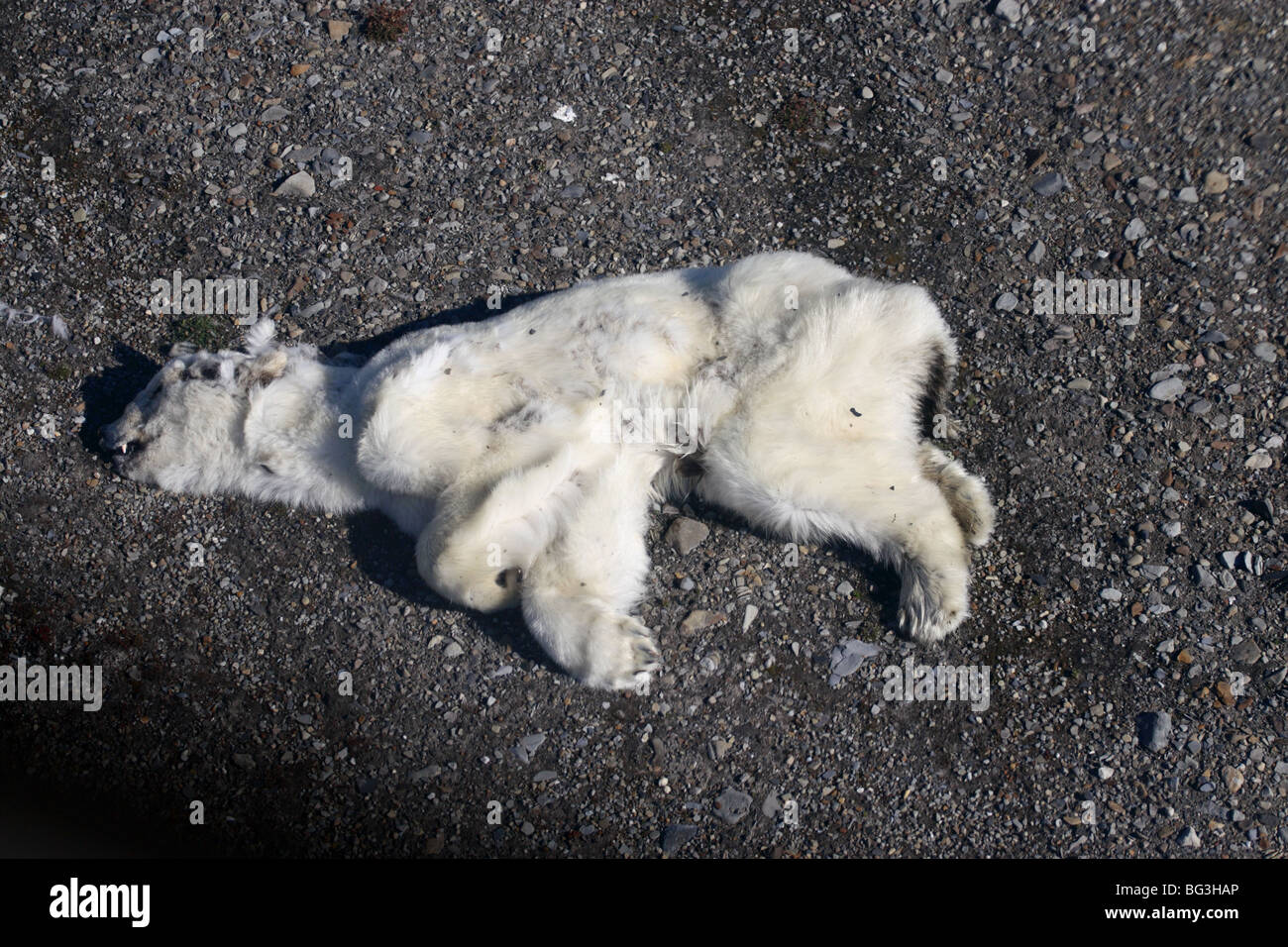 Polarbear morts portant sur le gravier Banque D'Images