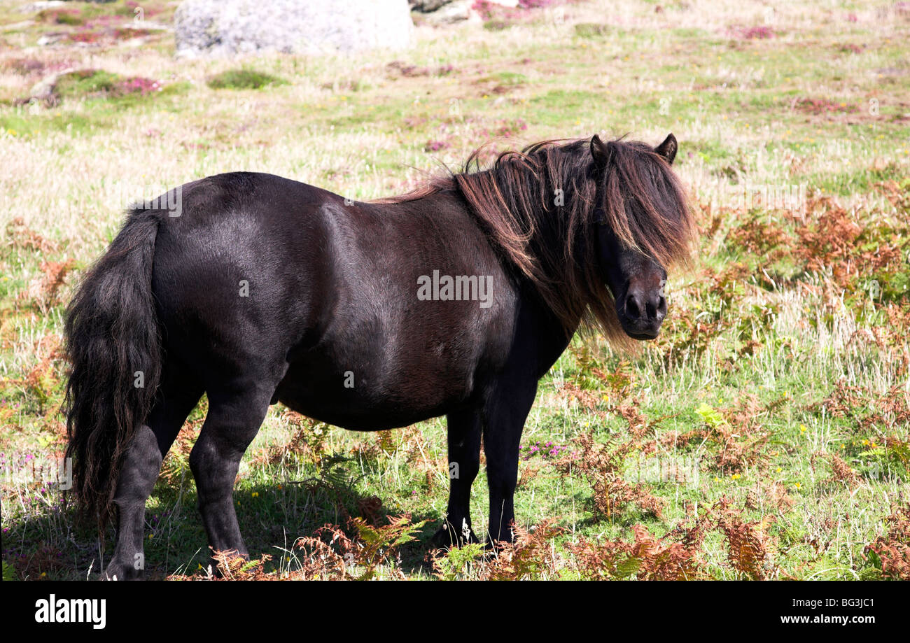 Black Shetland Pony Banque D image Et Photos Alamy