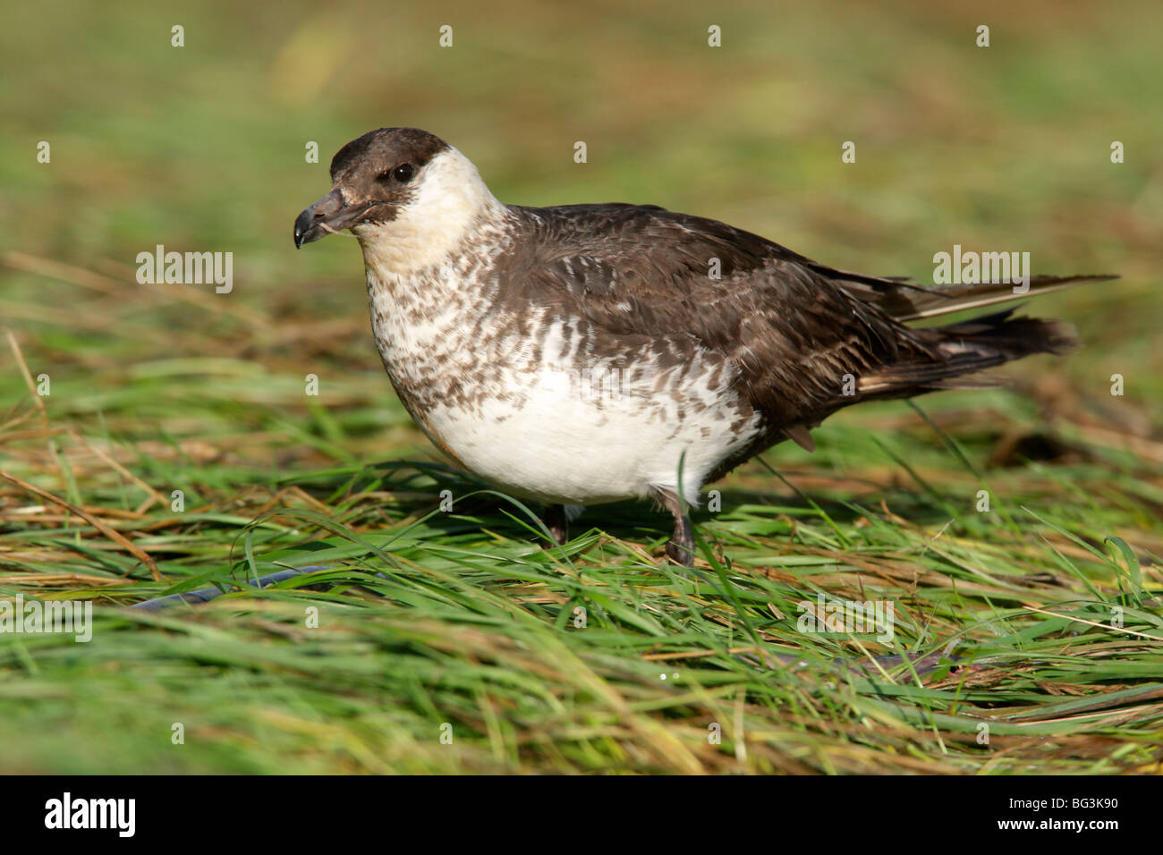 Martin Jaeger Stercorarius pomarinus, ou un oiseau, phase voyant debout sur l'herbe, Gloucestershire, Royaume-Uni, Décembre 2009 Banque D'Images