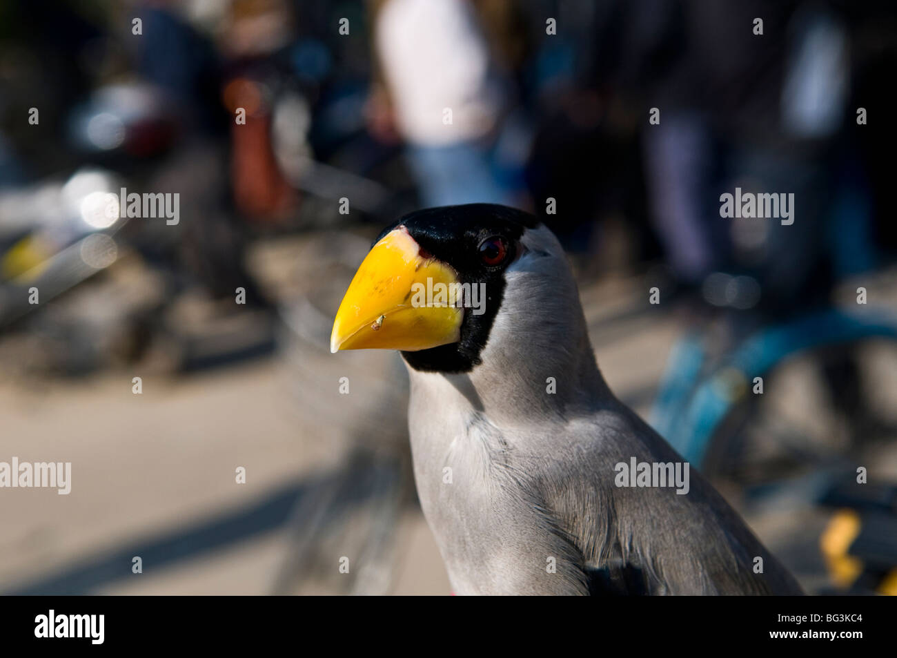 Un oiseau japonais à bec de grosbeak au marché aux oiseaux de Nanjing, en Chine. Banque D'Images
