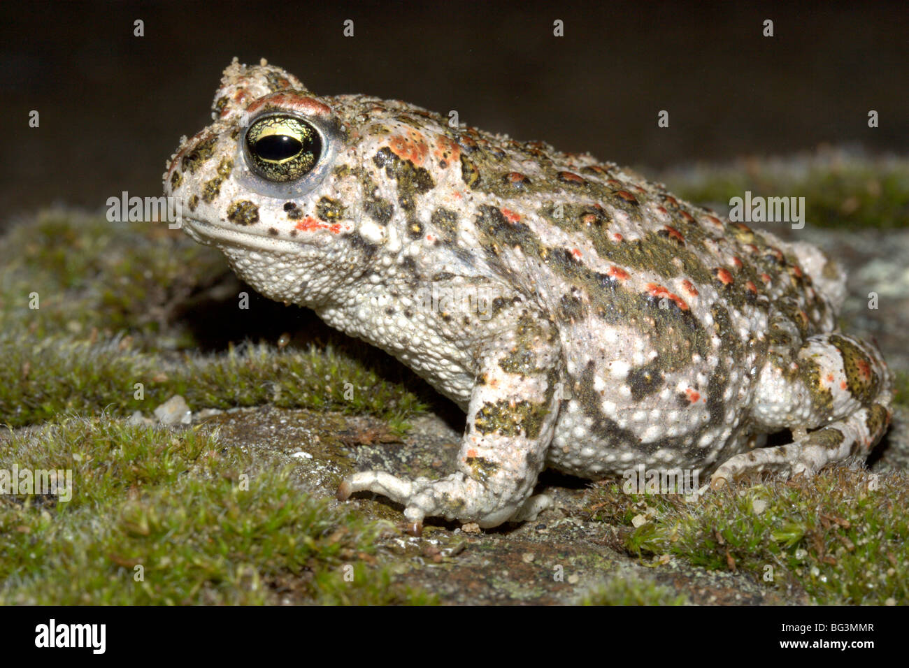 crapaud-calamite-banque-de-photographies-et-d-images-haute-r-solution