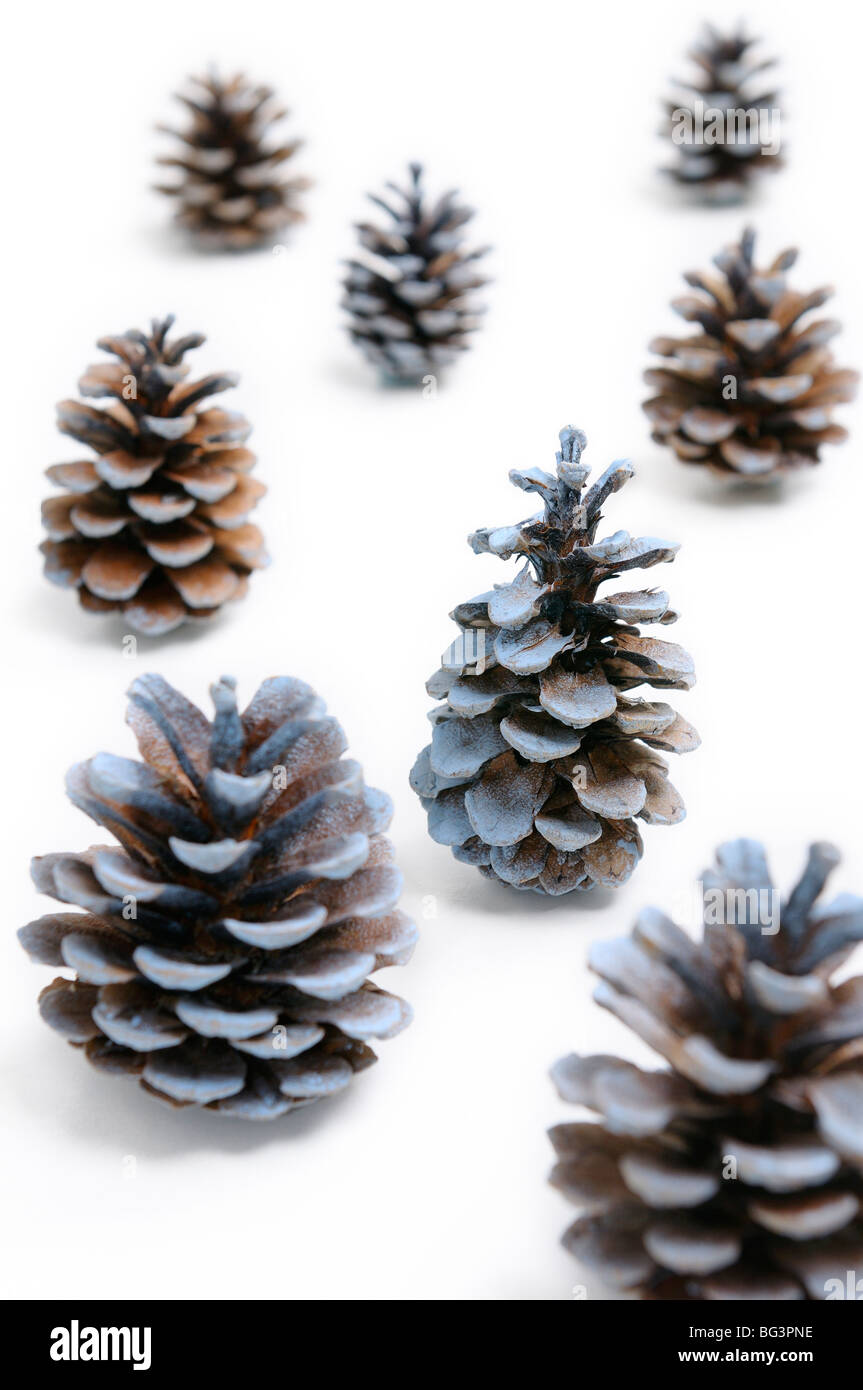 Cônes de pin à la recherche comme les arbres de Noël sur fond de neige blanche Banque D'Images