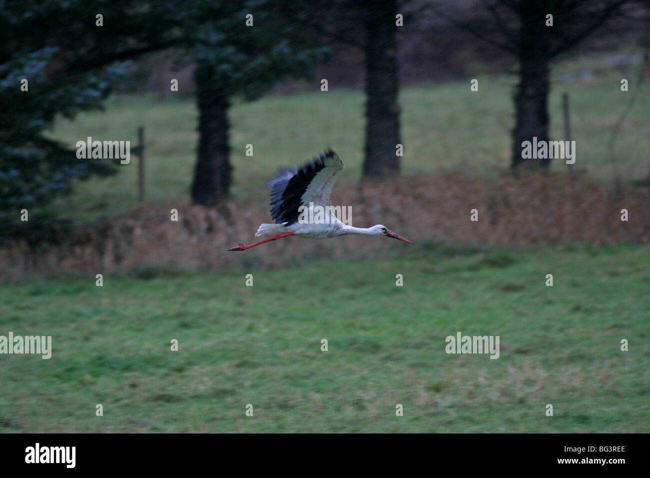 Stork assis sur terrain et des aliments de préparation Banque D'Images