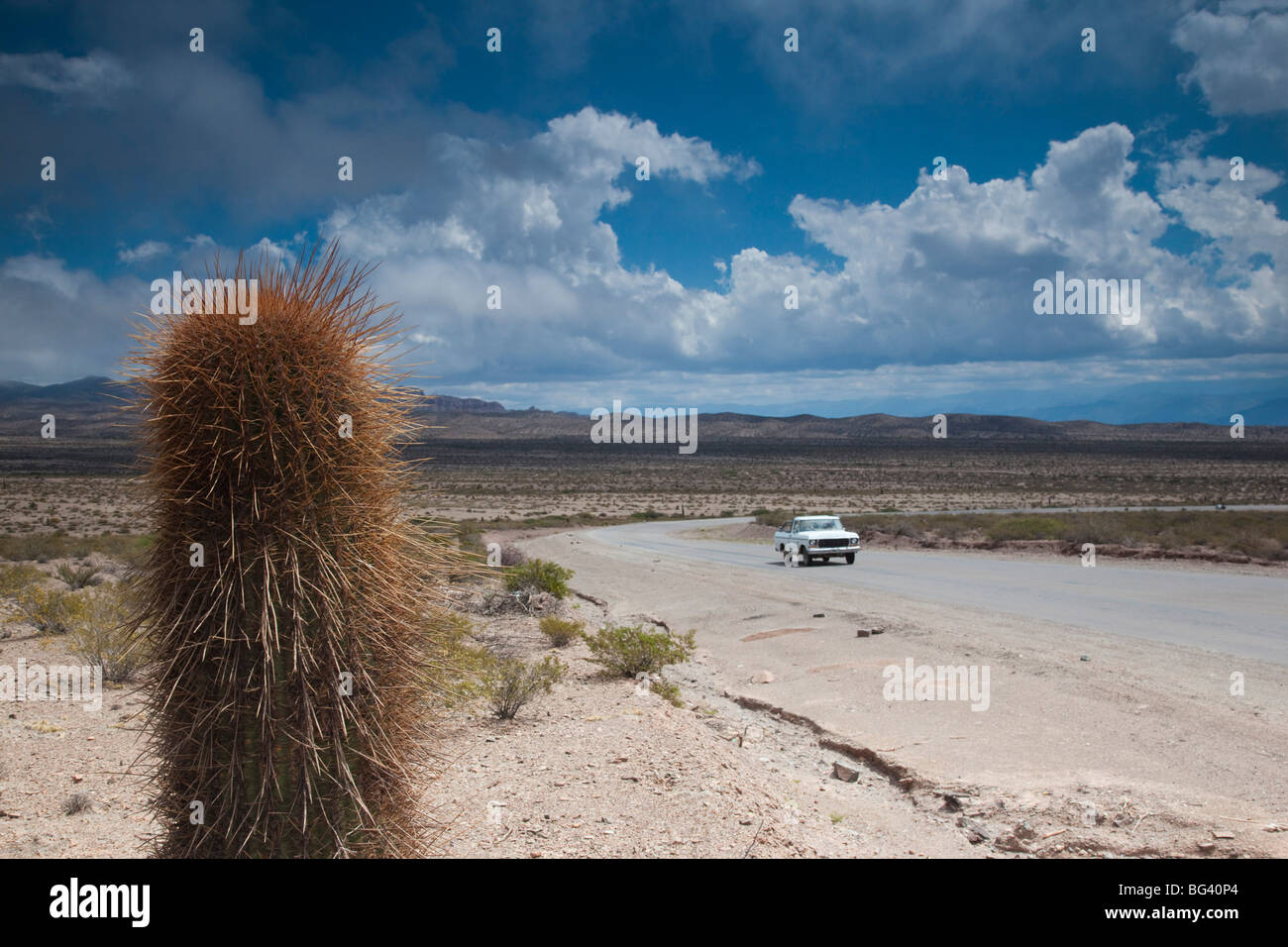 L'Argentine, la province de Salta, Payogasta, Parque Nacional de Los Cardones, RP 33, Cactus candélabres, Euphorbia trigona, Route de Cachi Banque D'Images