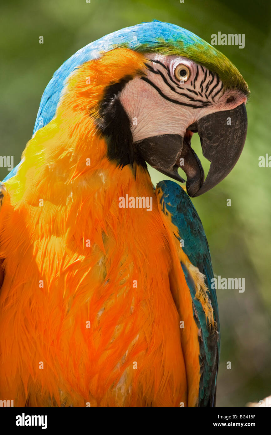 Le Honduras, Copan Ruinas, Blue and Gold Macaw Banque D'Images