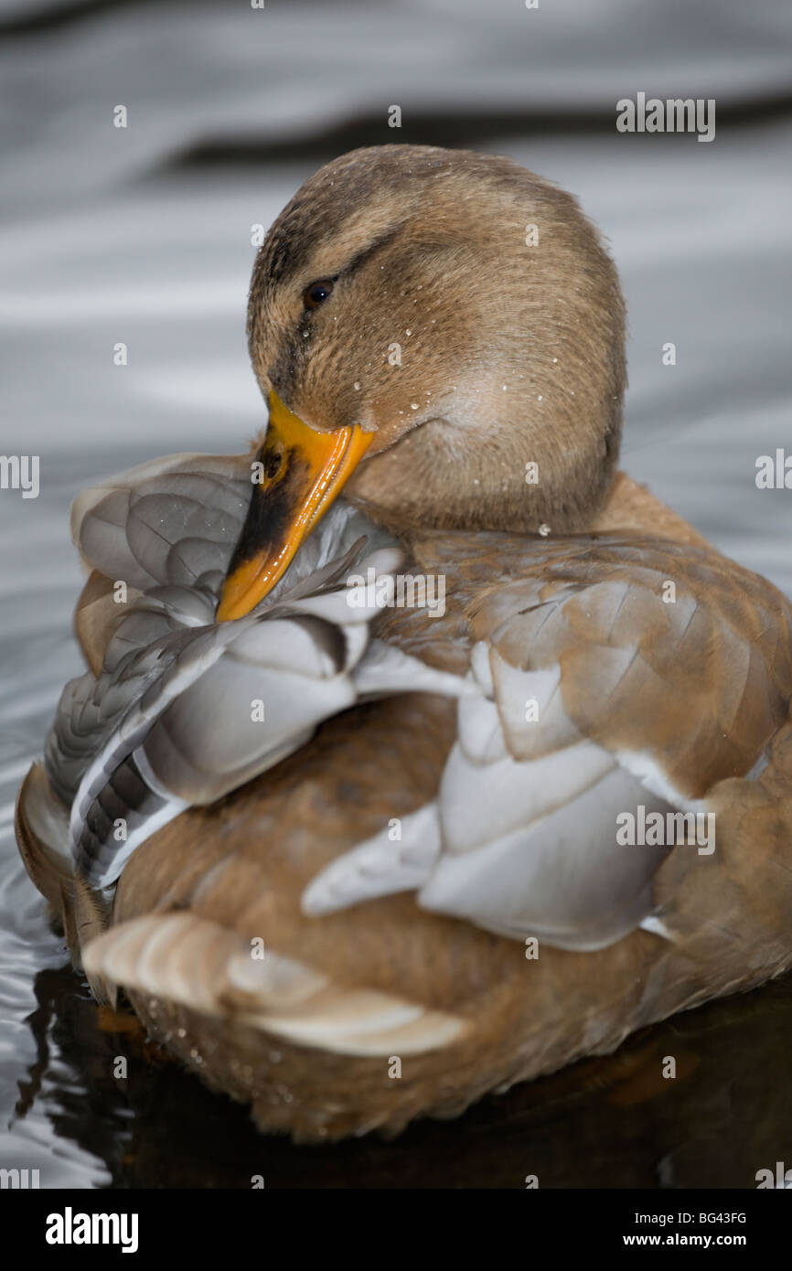 Le canard est le nettoyage de la couche Banque D'Images