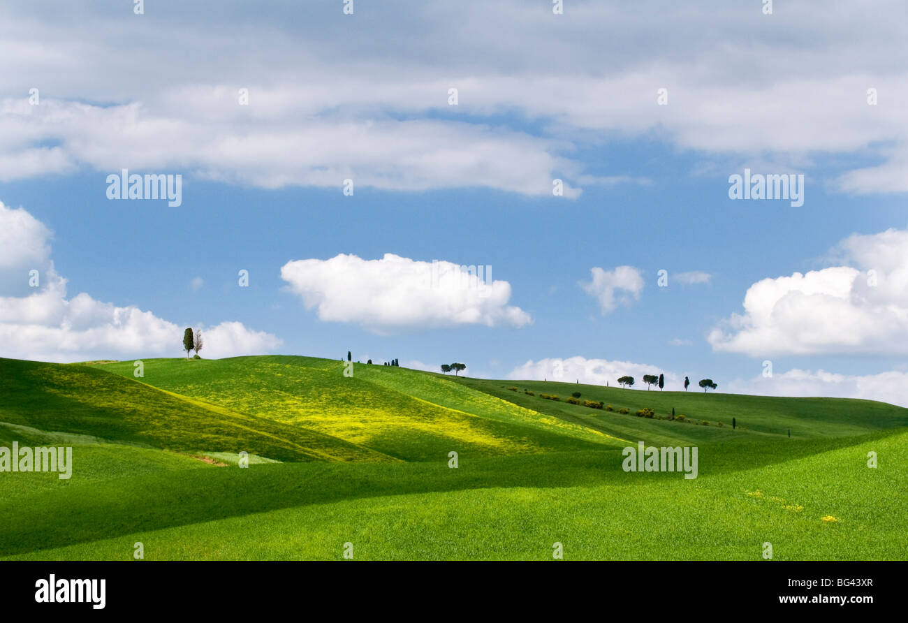 Paysage de Toscane, près de San Quirico, Valle de Orcia, Toscane, Italie Banque D'Images