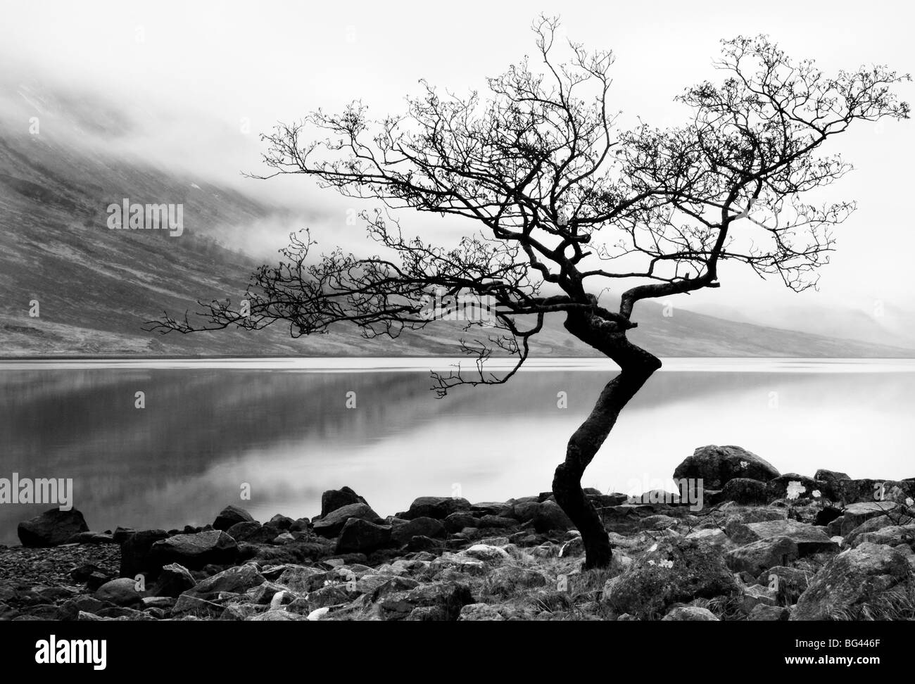 Arbre solitaire sur la rive du Loch Etive, Highlands, Scotland, UK Banque D'Images