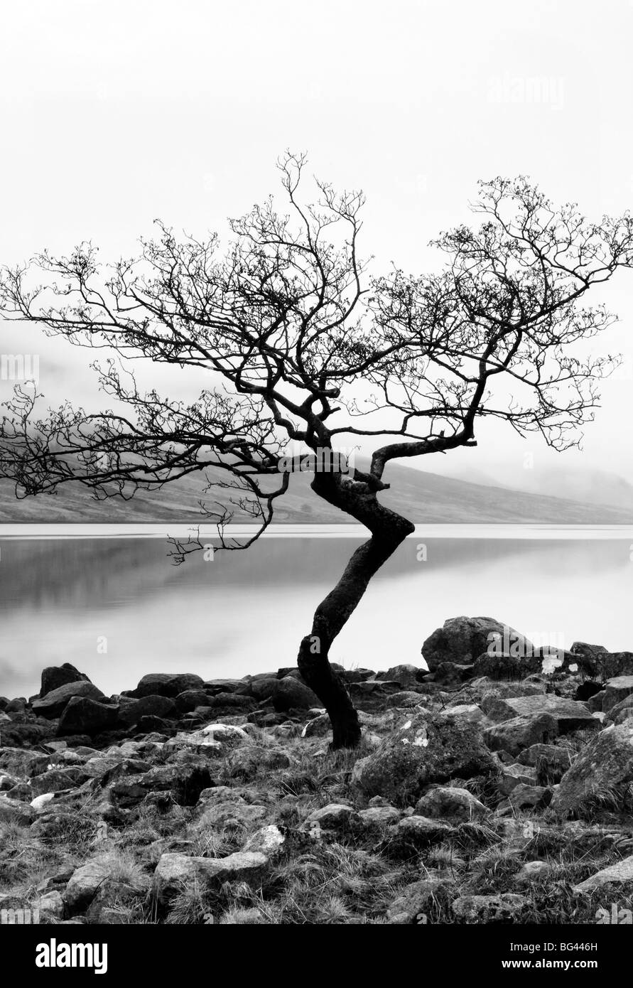 Arbre solitaire sur la rive du Loch Etive, Highlands, Scotland, UK Banque D'Images