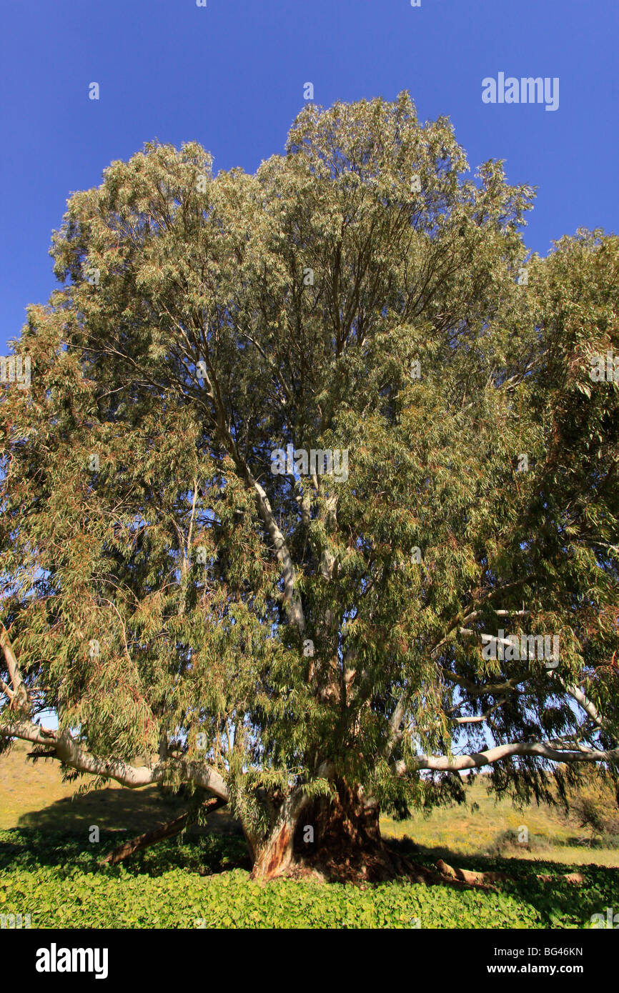 Israël, Plaine Côtière, dans le Wadi Hatzav Eucalyptus Banque D'Images