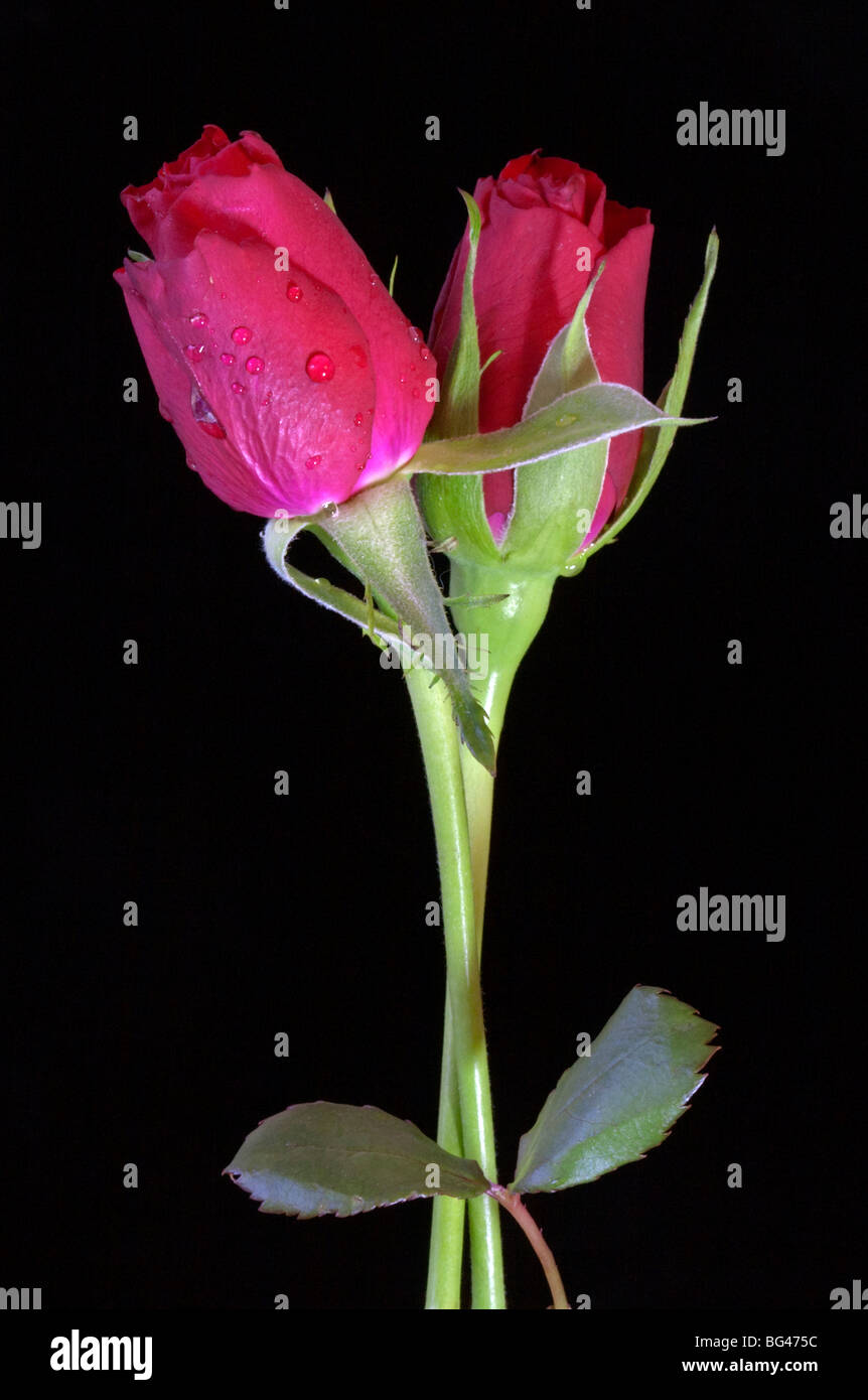 Deux boutons de rose rouge liée Banque D'Images