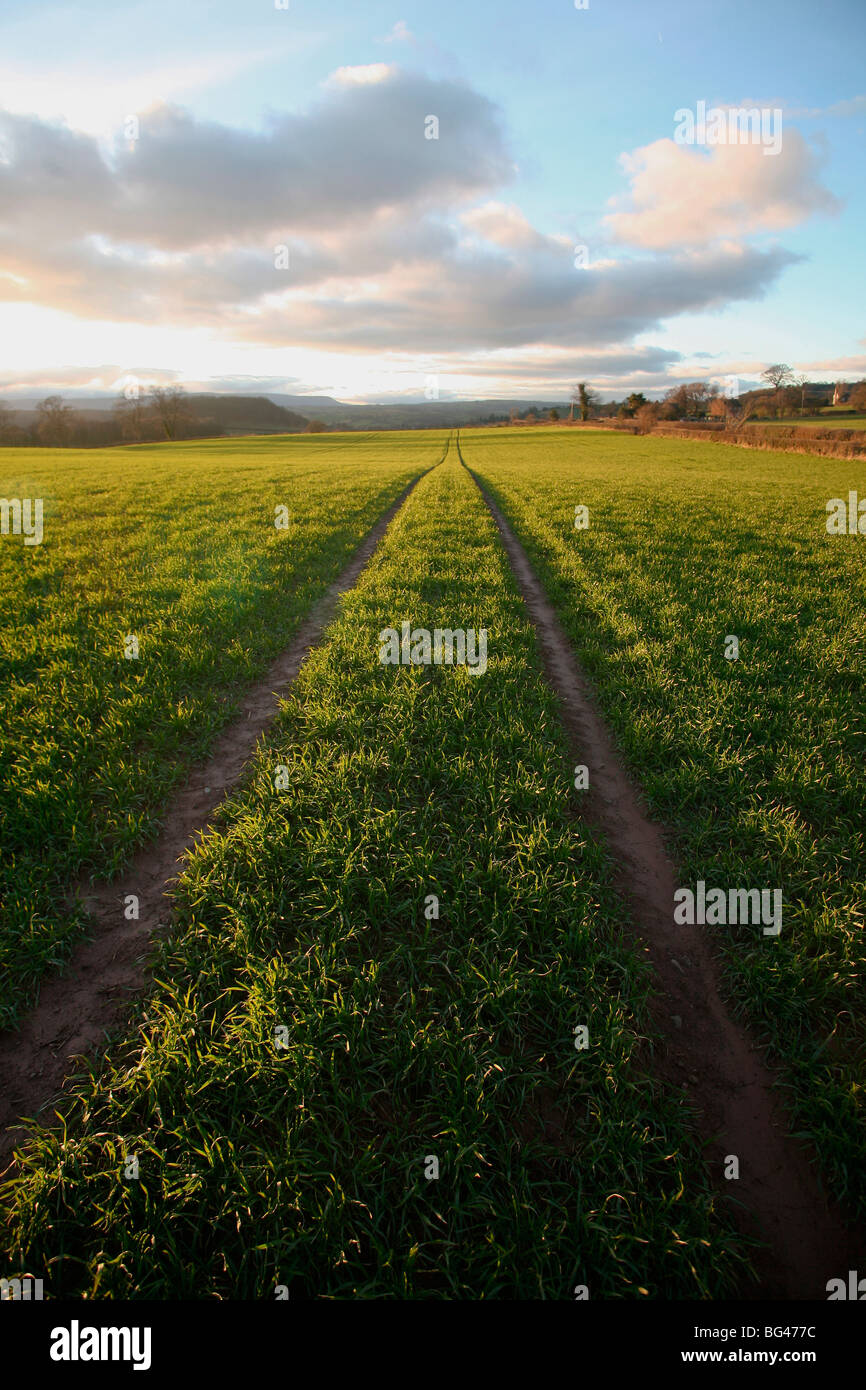 Un vieux lane presque dépassée par l'herbe dans un champ près de Peterchurch, Golden Valey, Herefordshire, Angleterre, Royaume-Uni, Europe Banque D'Images