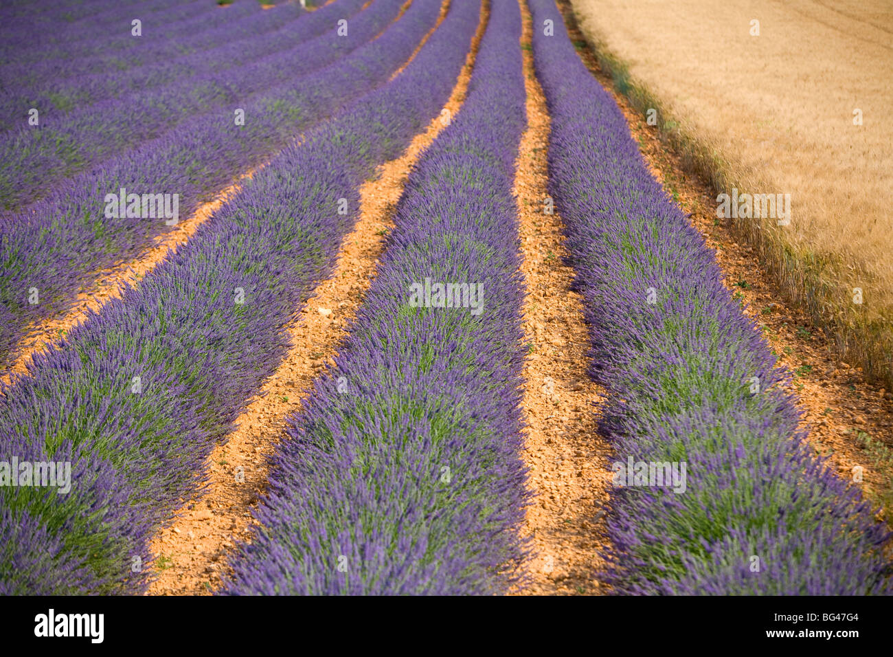 Champ de lavande, Provence-Alpes-Côte d'Azur, France Banque D'Images