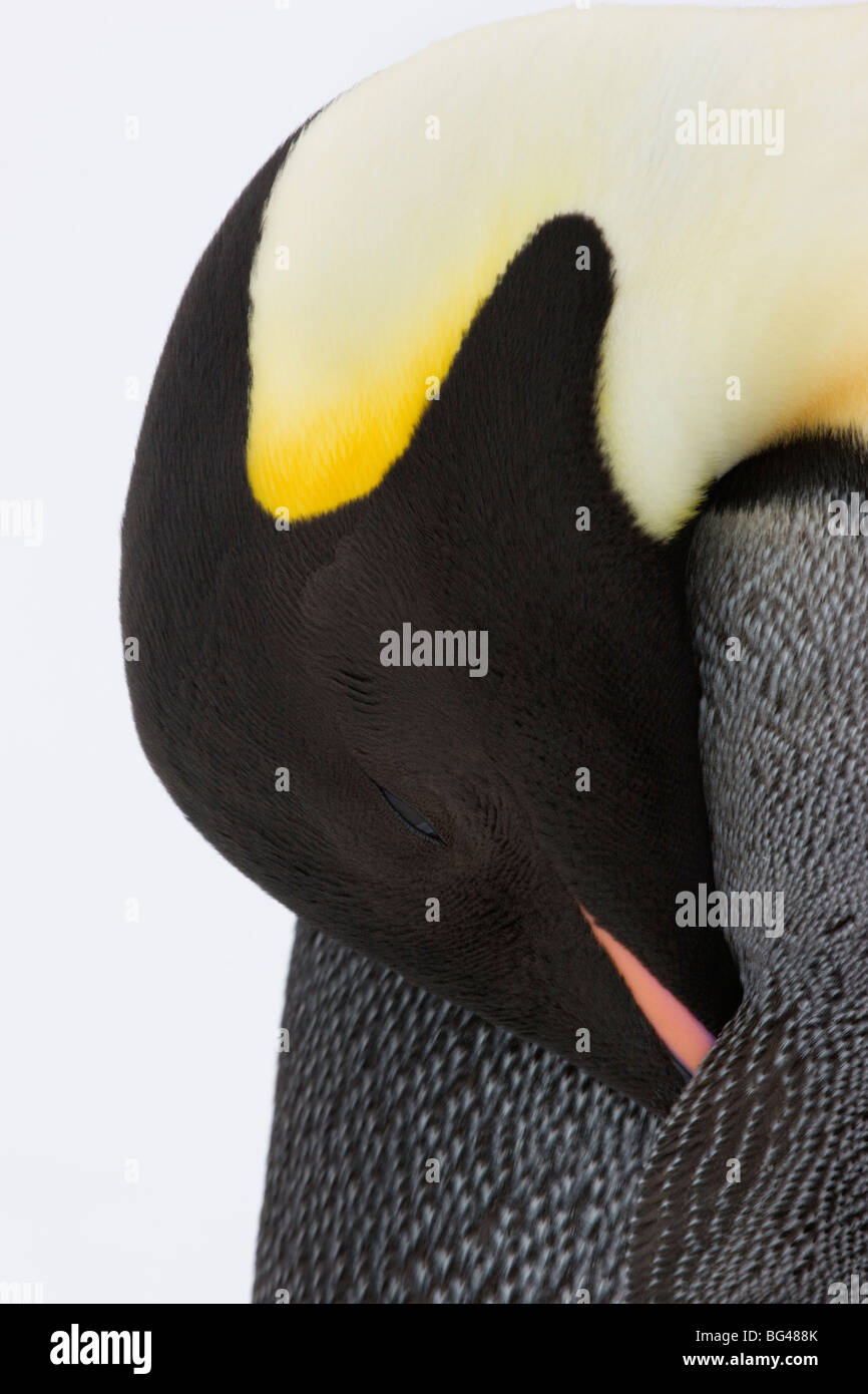 Manchot Empereur Aptenodytes forsteri, vue rapprochée de l'adulte. snow hill island rookery, antarctique. Banque D'Images